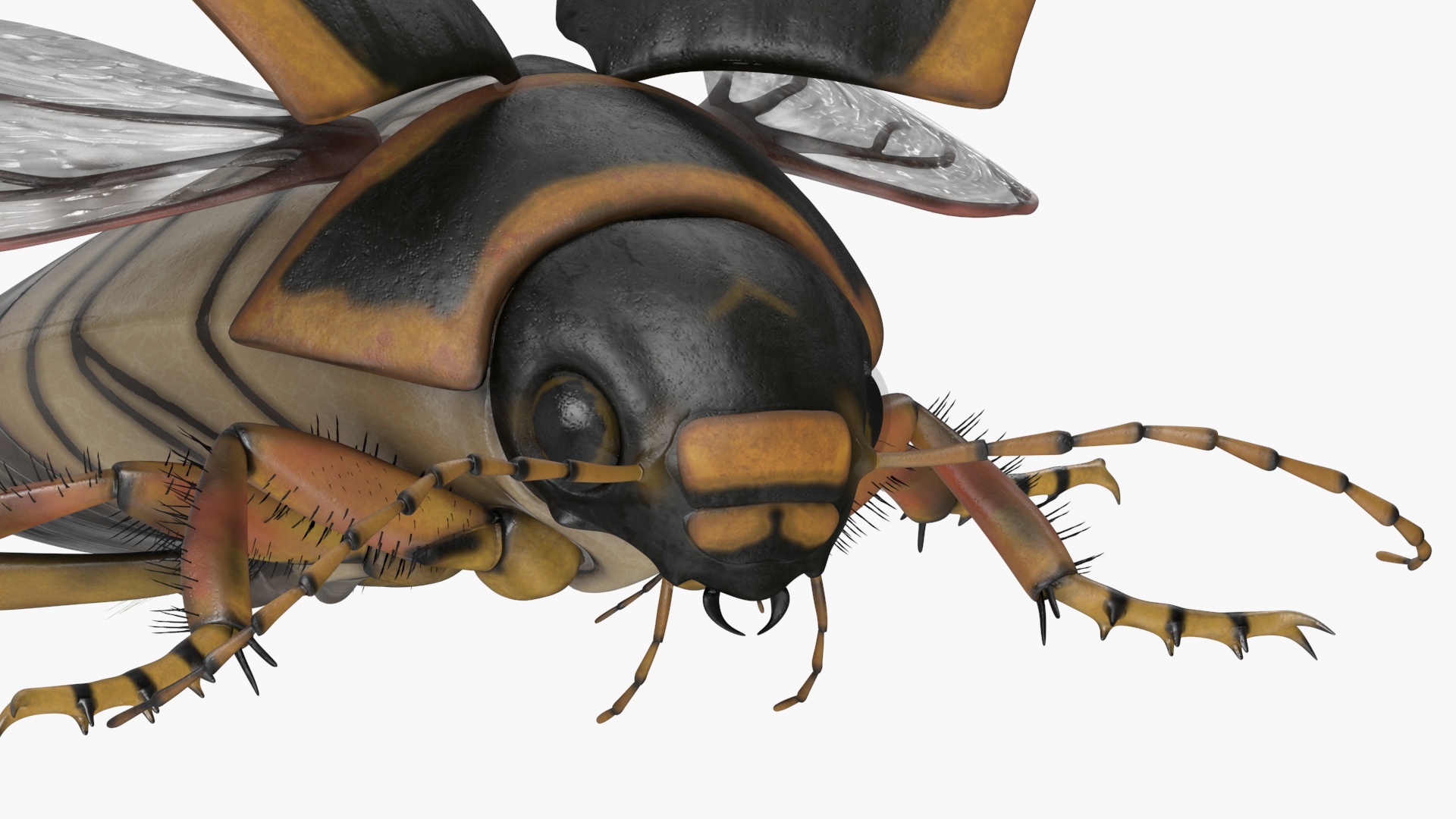 3D Hygrobia Beetle Brown Realistic Flying model