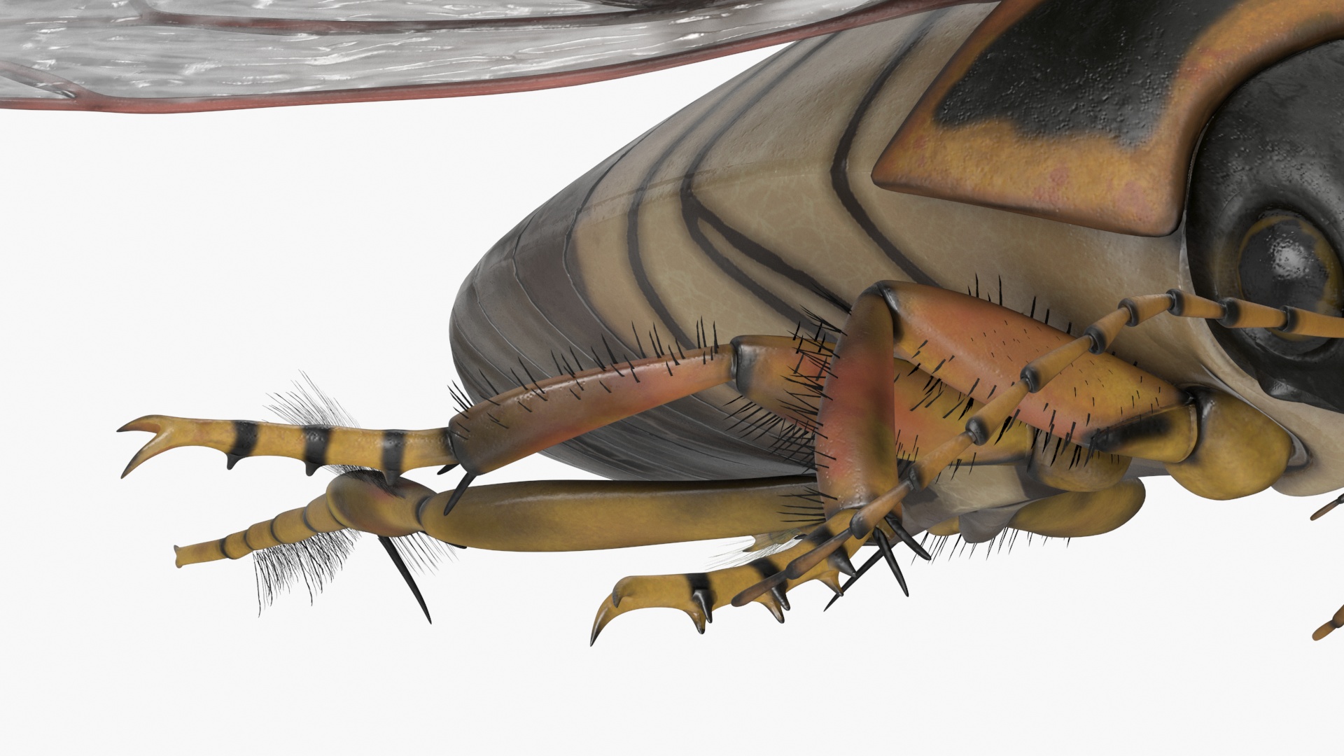 3D Hygrobia Beetle Brown Realistic Flying model