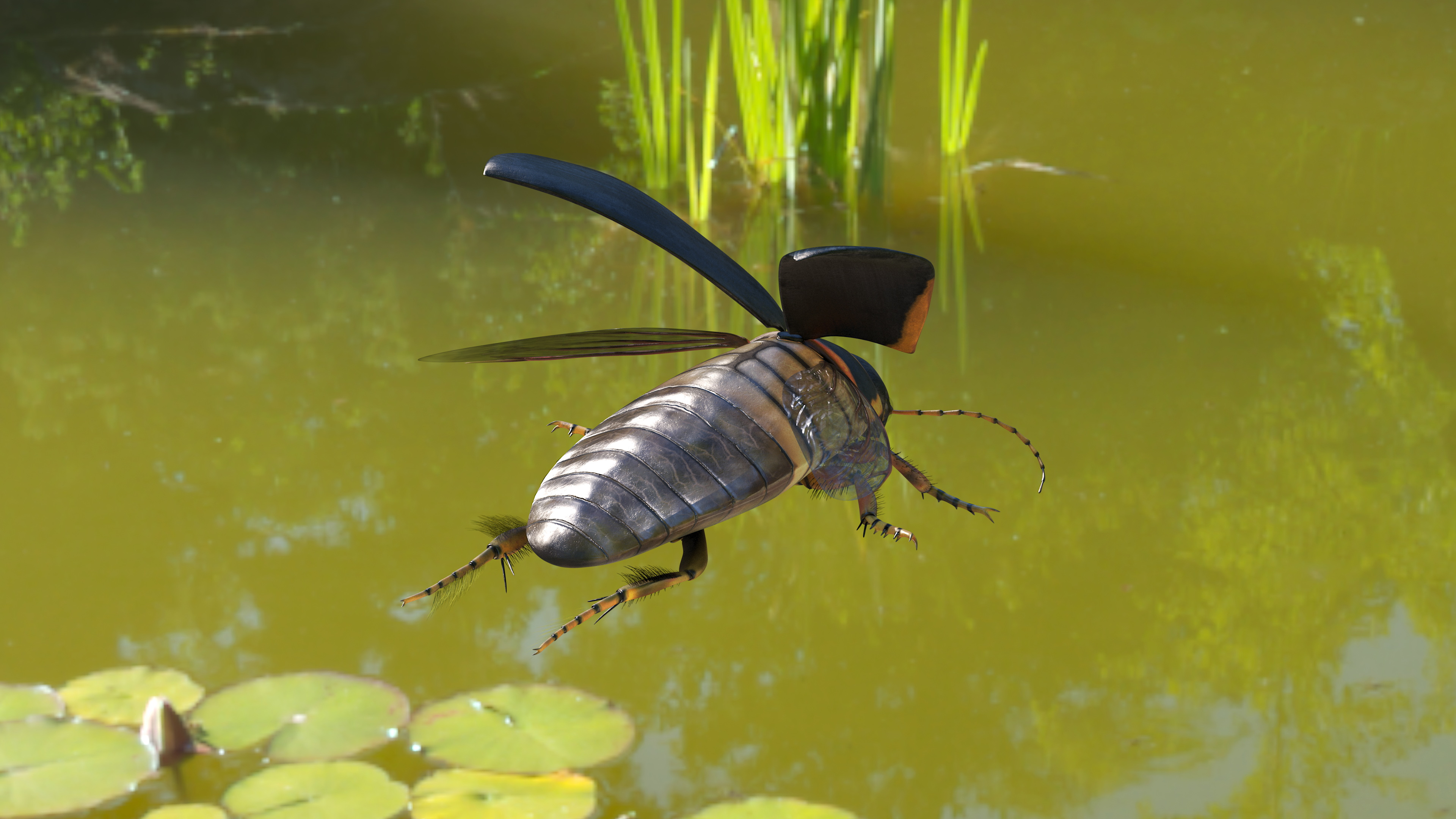 3D Hygrobia Beetle Brown Realistic Flying model