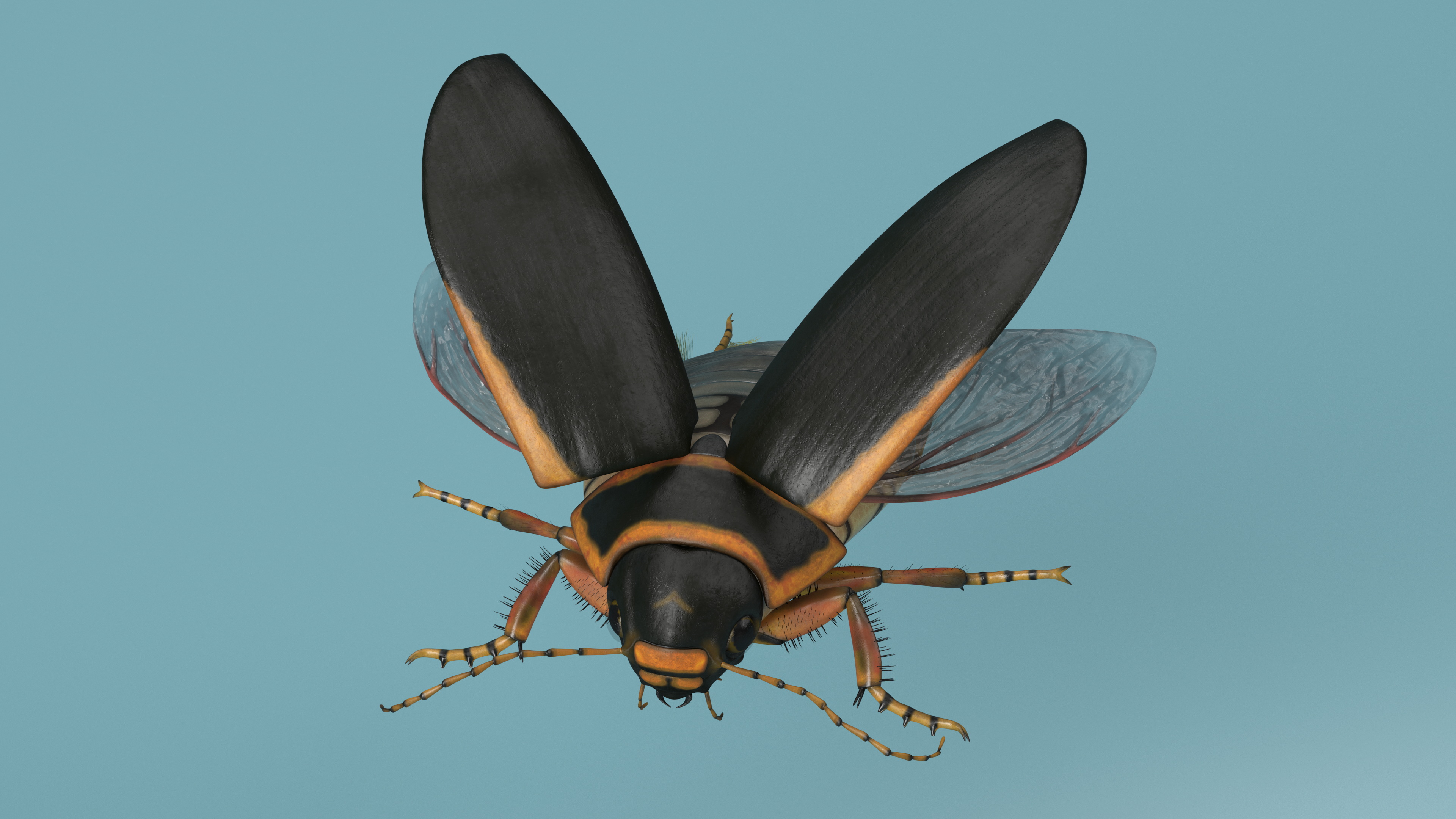 3D Hygrobia Beetle Brown Realistic Flying model