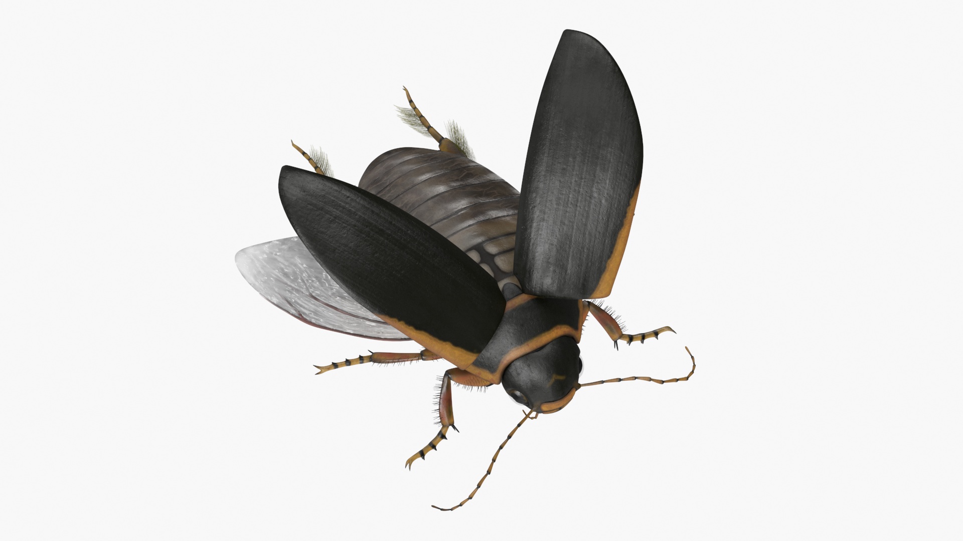 3D Hygrobia Beetle Brown Realistic Flying model