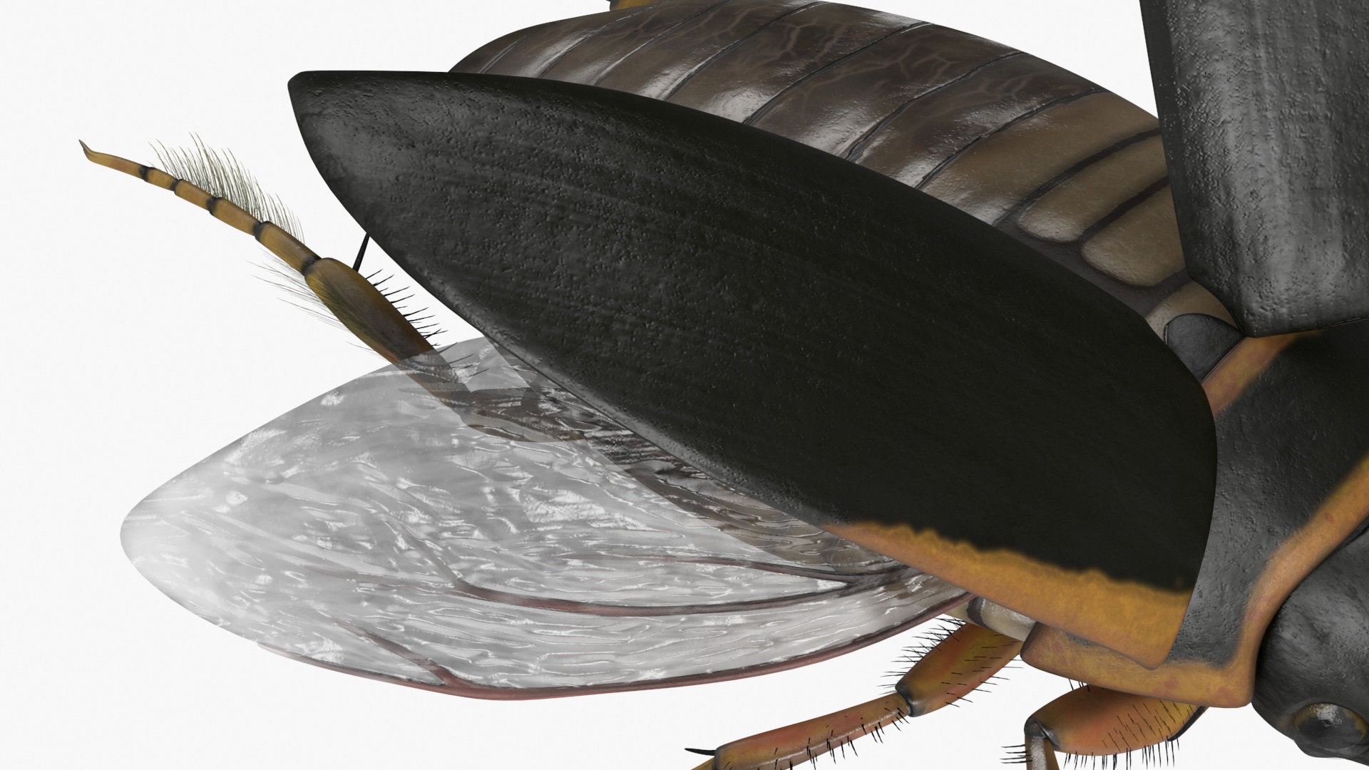 3D Hygrobia Beetle Brown Realistic Flying model