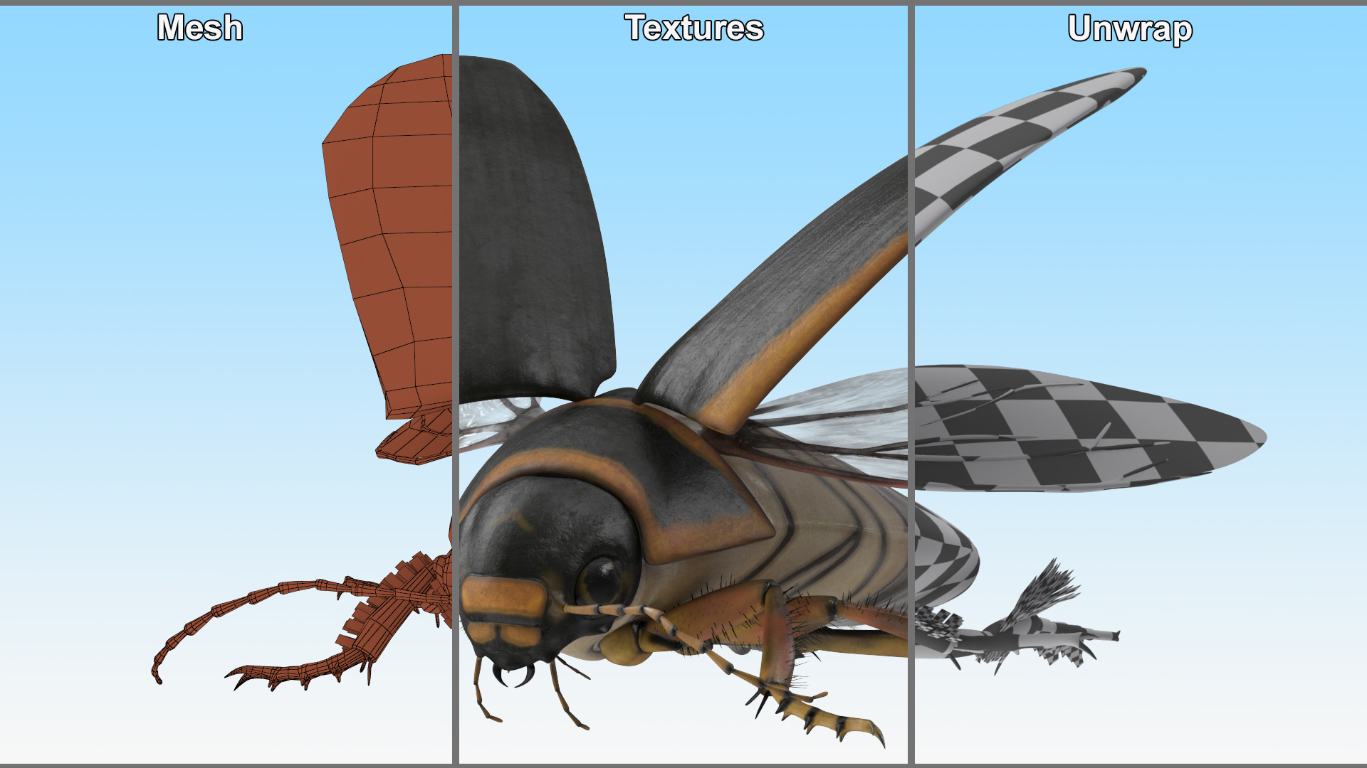 3D Hygrobia Beetle Brown Realistic Flying model