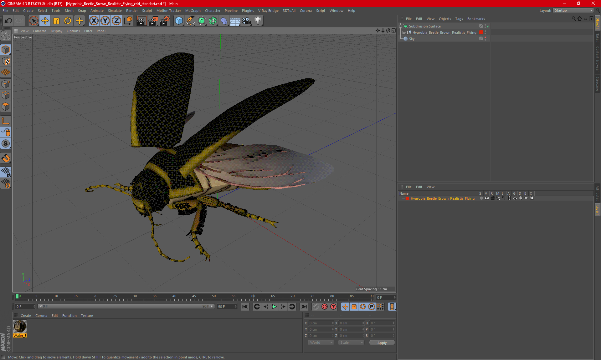 3D Hygrobia Beetle Brown Realistic Flying model
