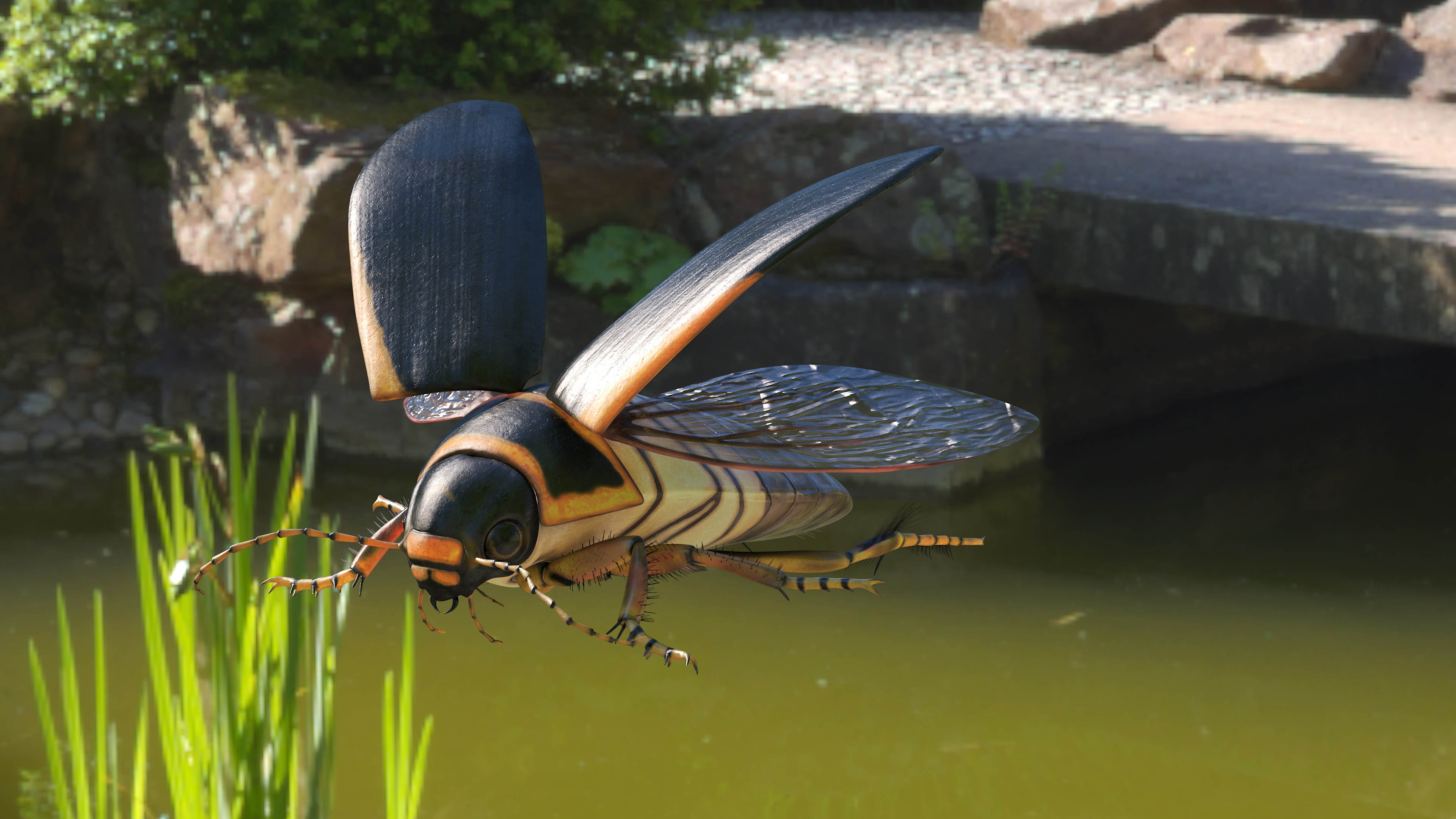 3D Hygrobia Beetle Brown Realistic Flying model