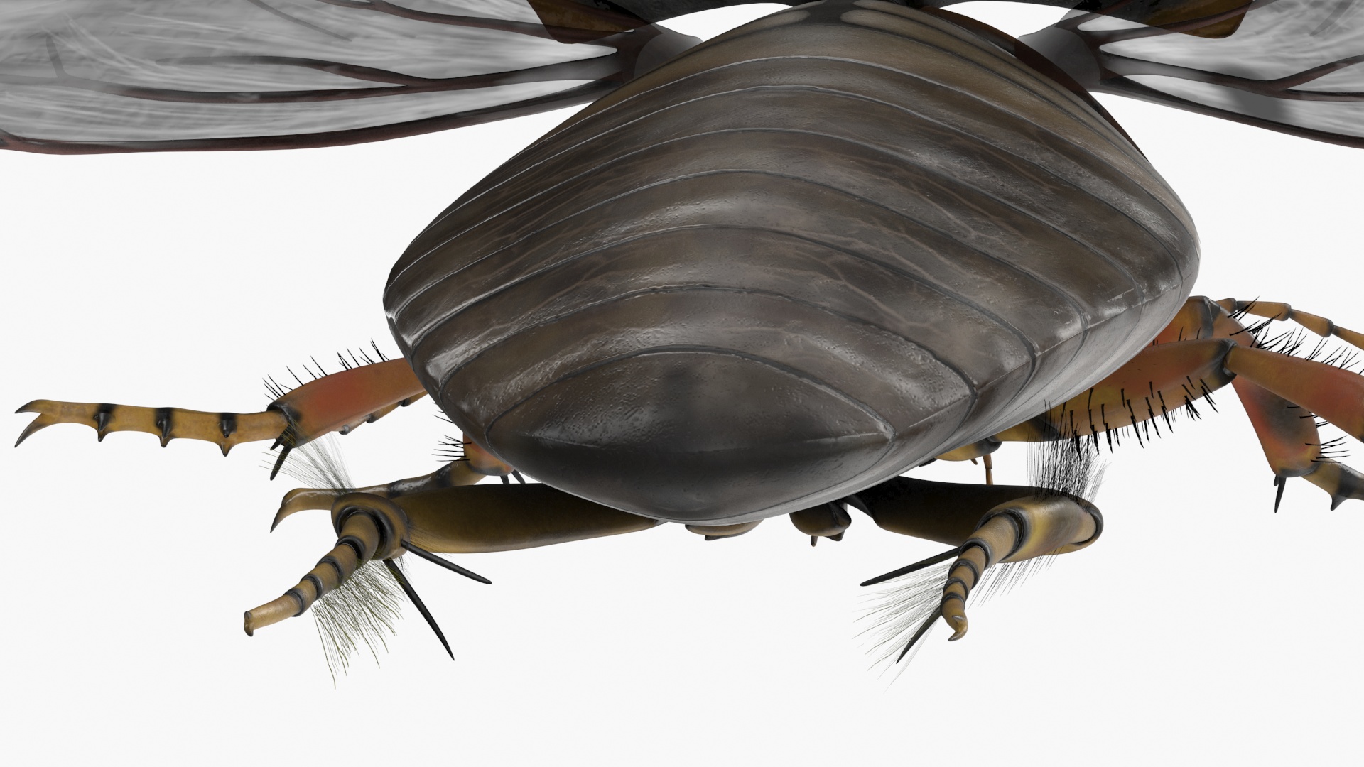 3D Hygrobia Beetle Brown Realistic Flying model