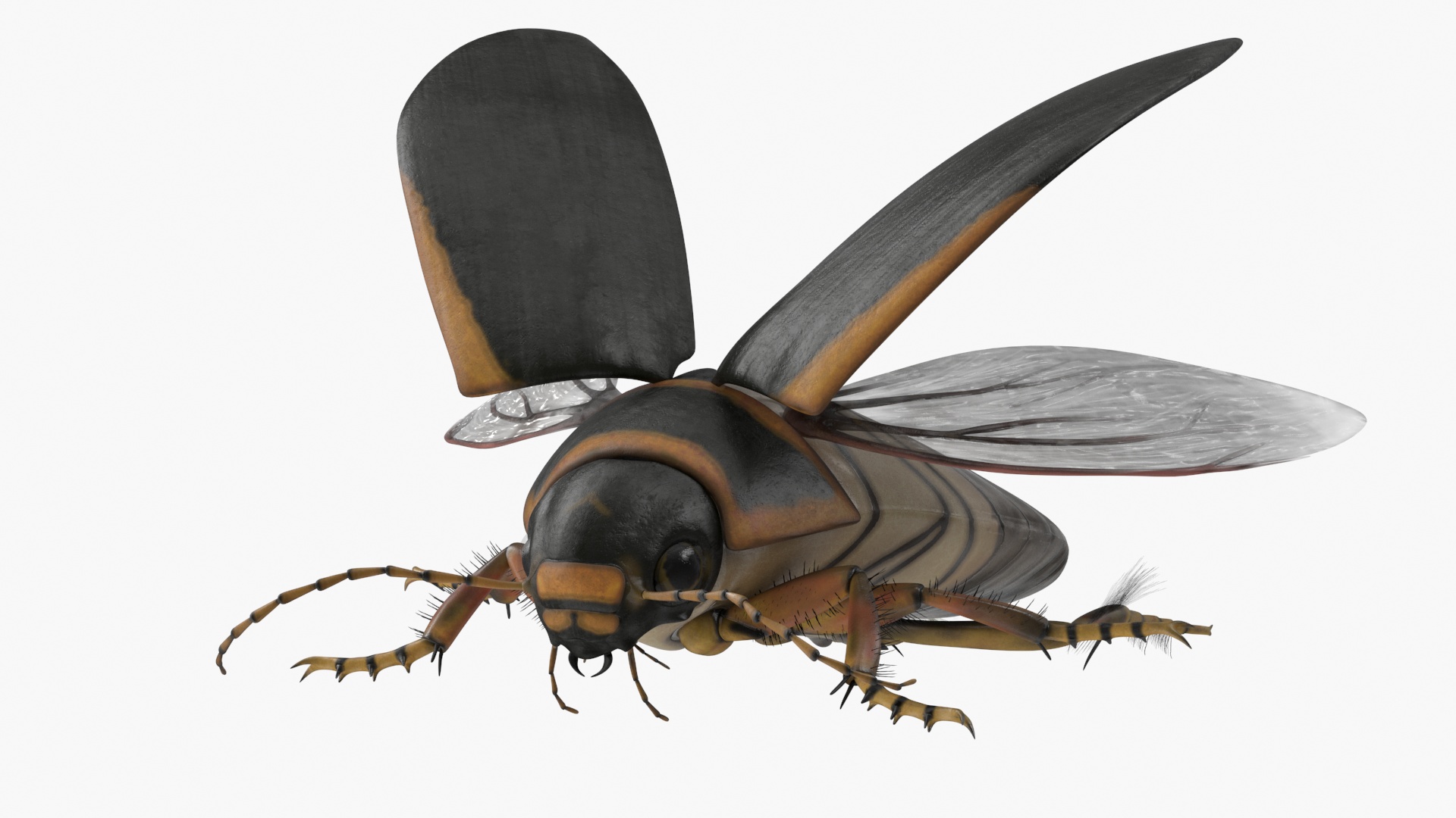 3D Hygrobia Beetle Brown Realistic Flying model