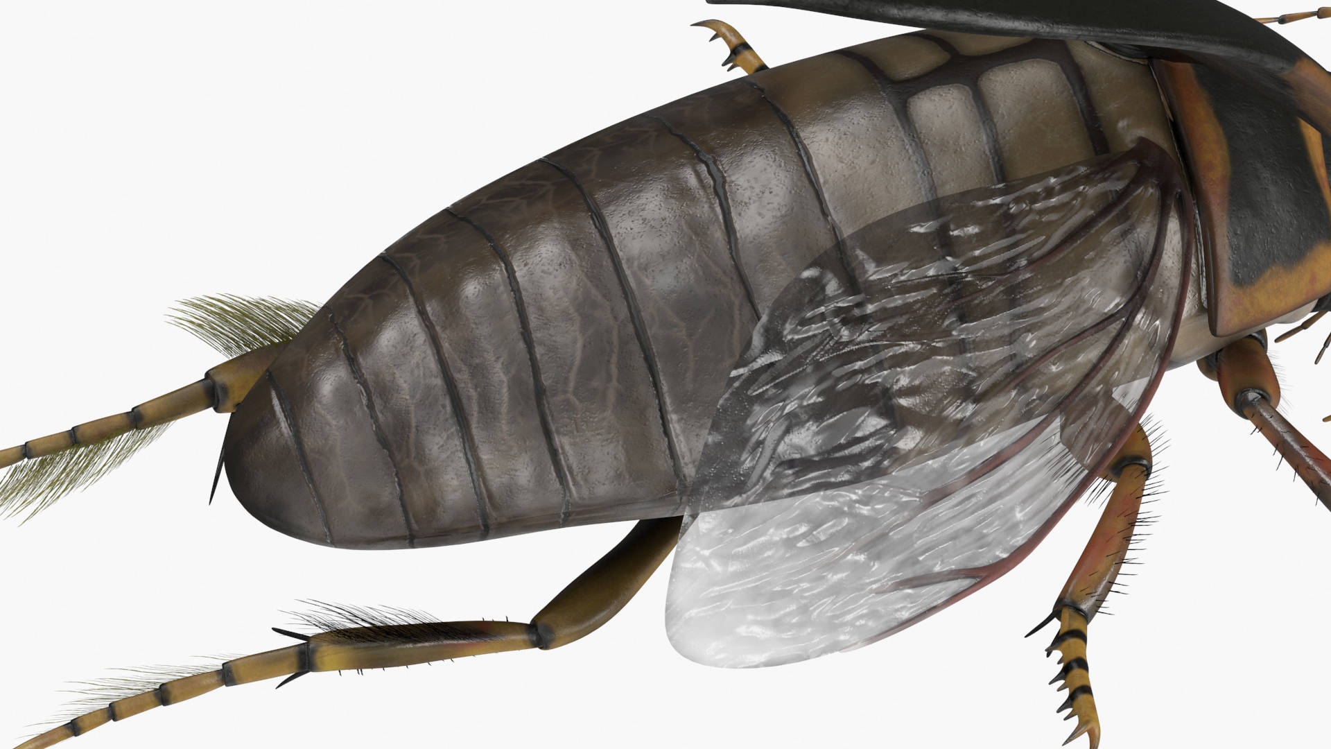 3D Hygrobia Beetle Brown Realistic Flying model
