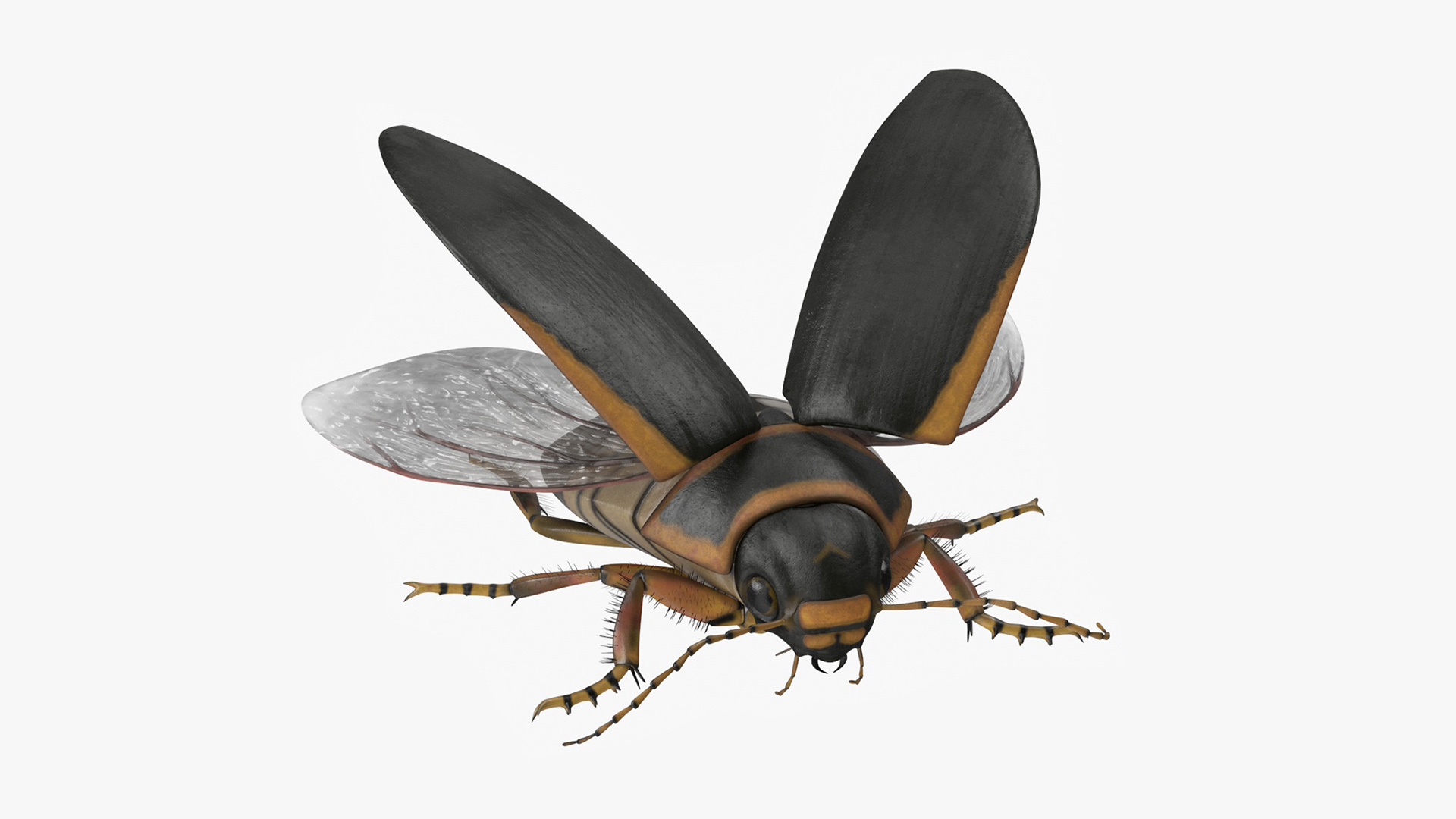 3D Hygrobia Beetle Brown Realistic Flying model