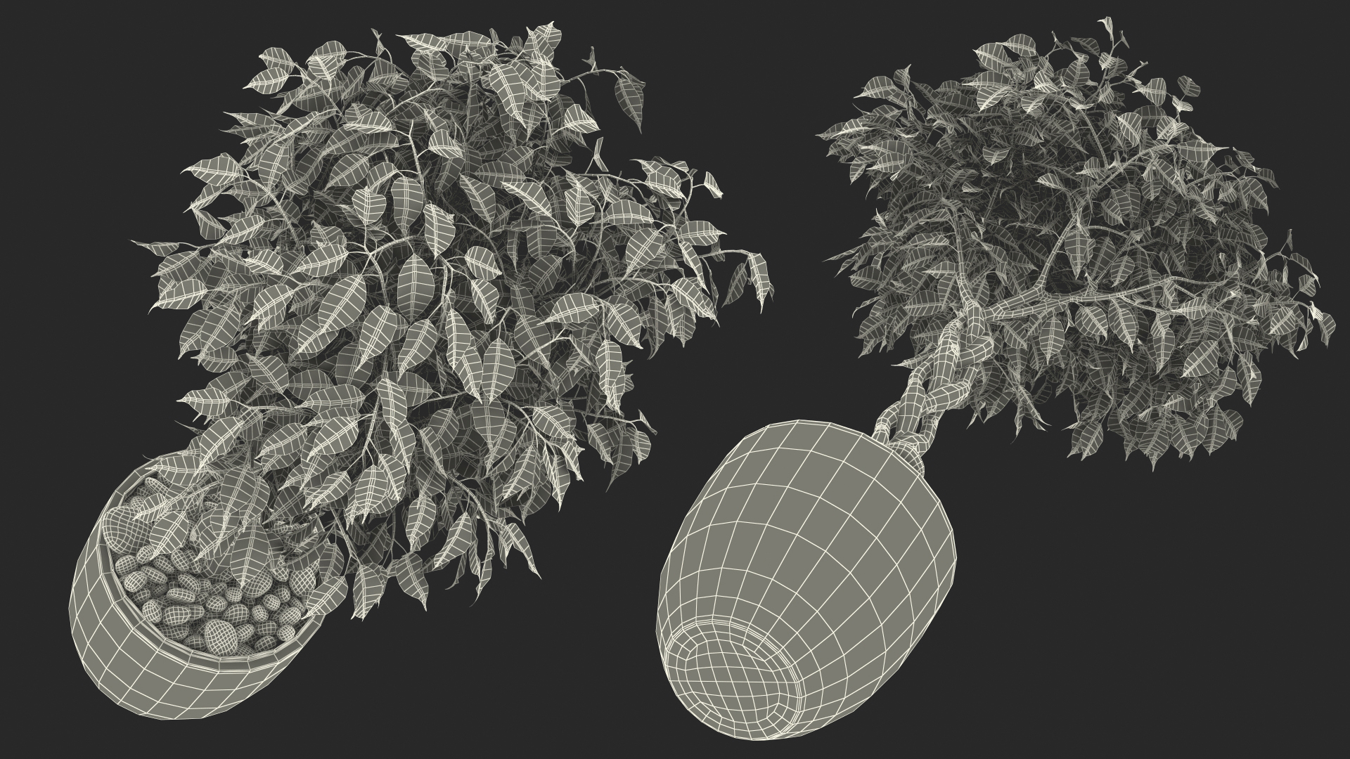 Ficus Benjamina Weeping Fig Tree in Pot 3D model