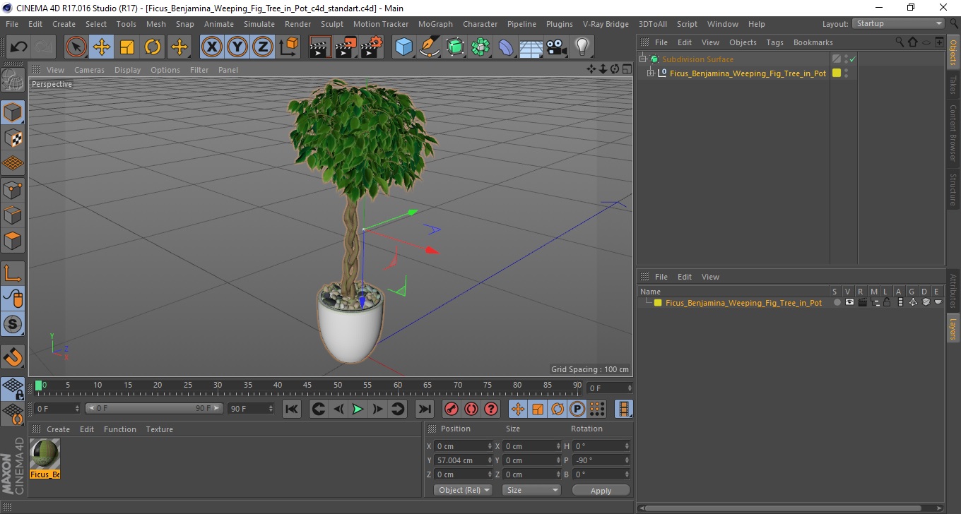 Ficus Benjamina Weeping Fig Tree in Pot 3D model