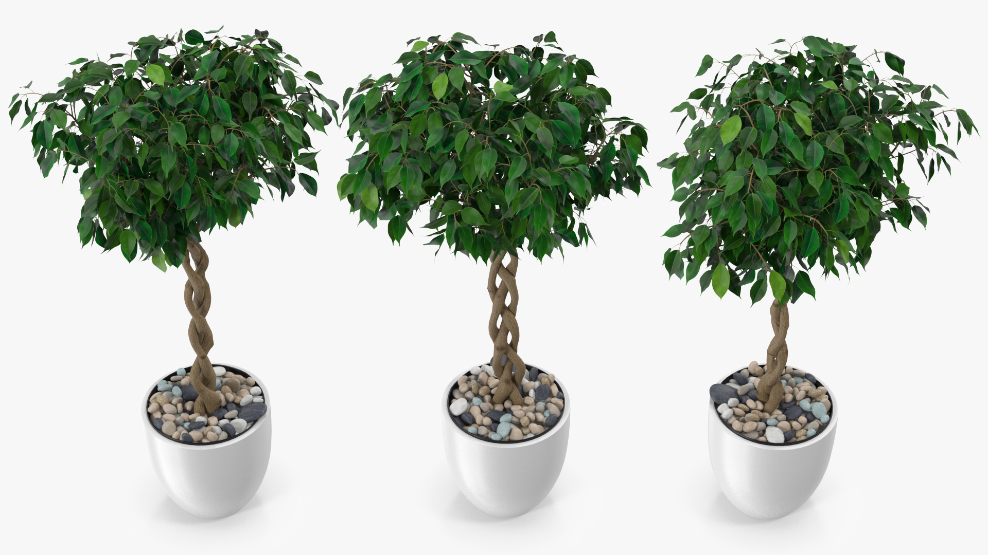 Ficus Benjamina Weeping Fig Tree in Pot 3D model