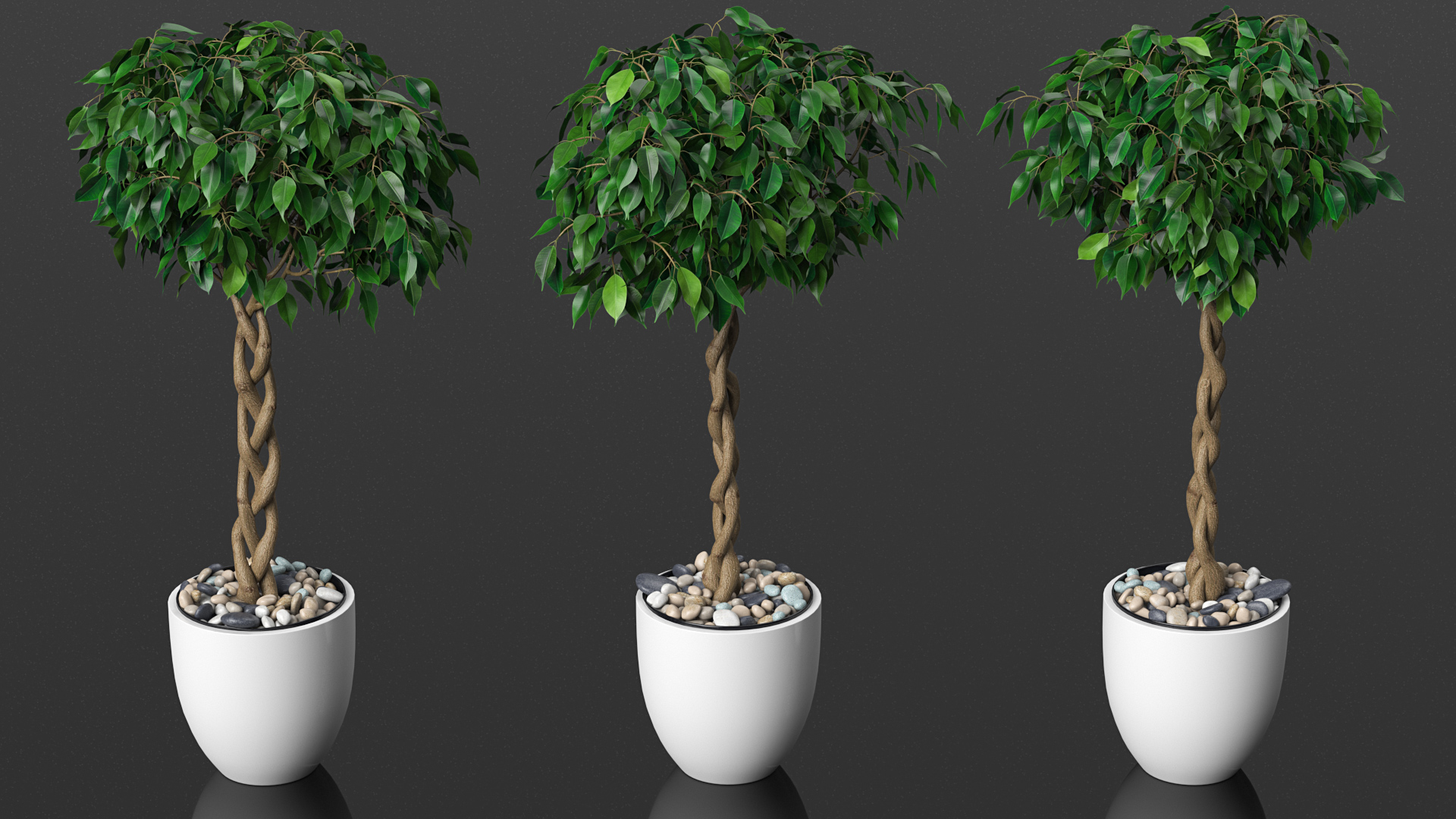 Ficus Benjamina Weeping Fig Tree in Pot 3D model