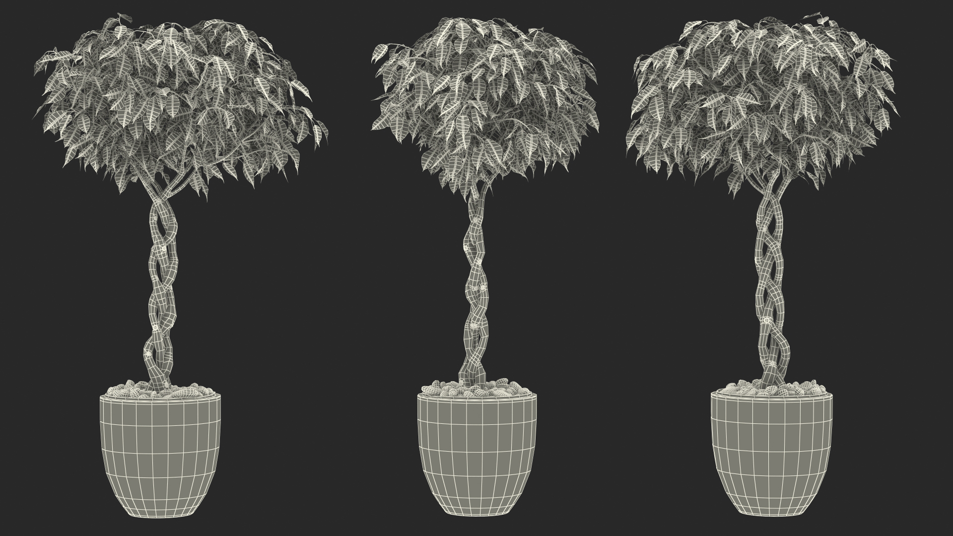 Ficus Benjamina Weeping Fig Tree in Pot 3D model