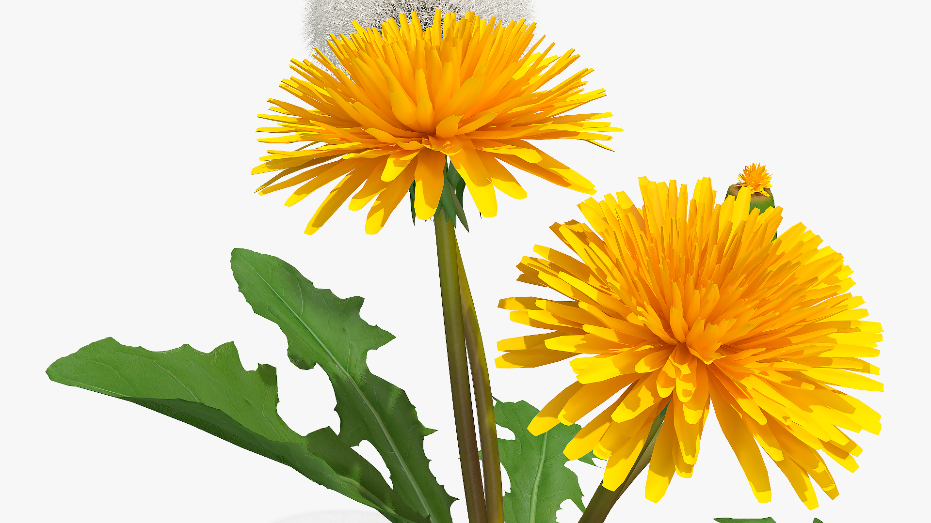3D Dandelion Plant Taraxacum Officinale