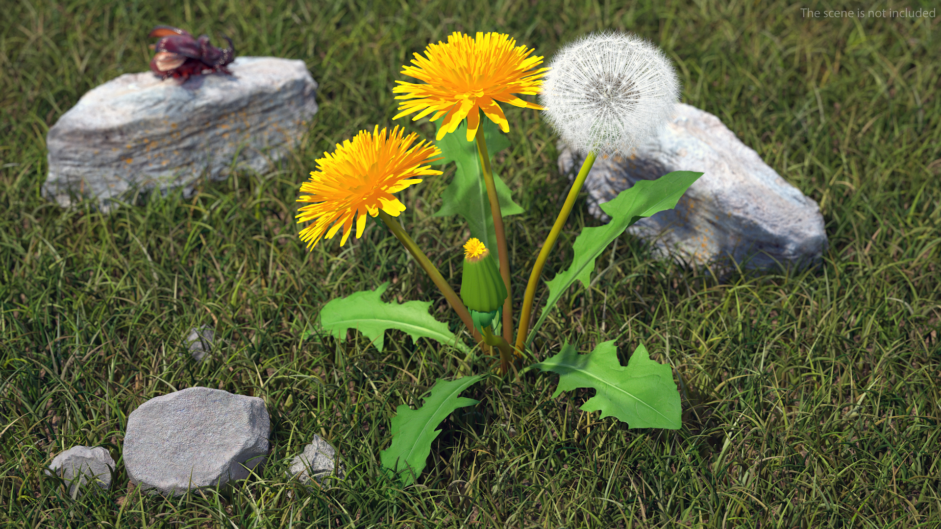 3D Dandelion Plant Taraxacum Officinale