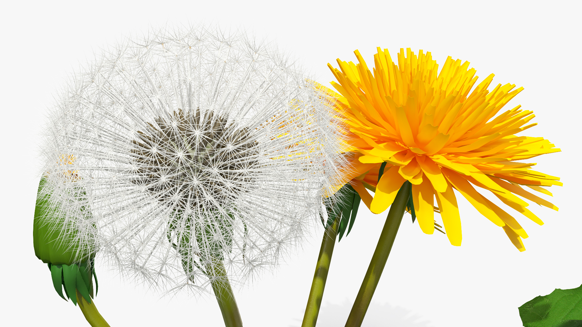 3D Dandelion Plant Taraxacum Officinale
