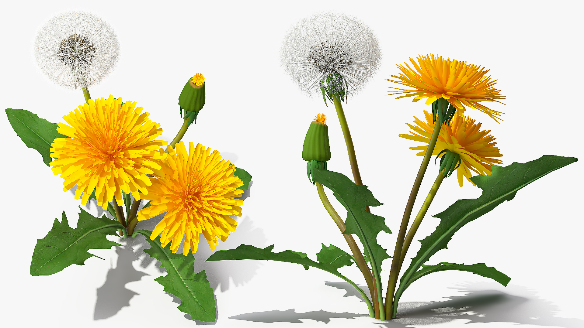 3D Dandelion Plant Taraxacum Officinale