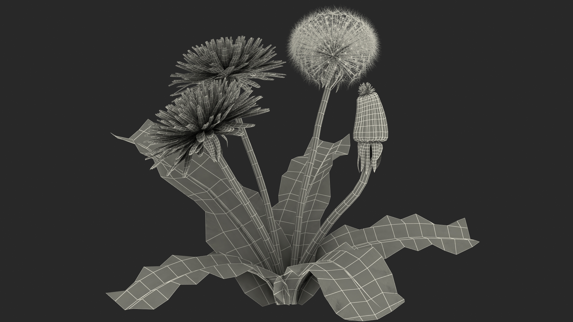 3D Dandelion Plant Taraxacum Officinale