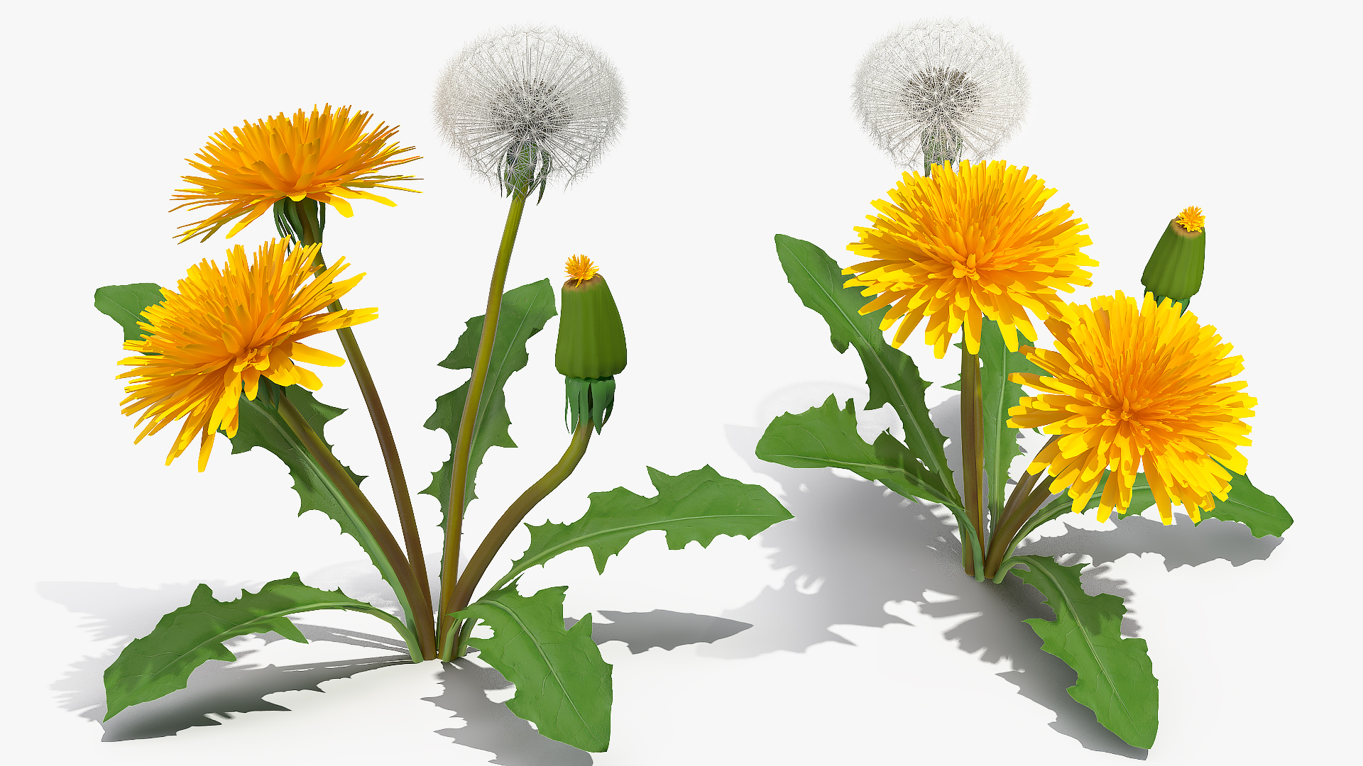 3D Dandelion Plant Taraxacum Officinale