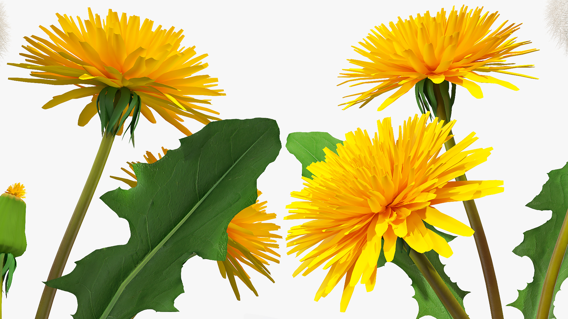 3D Dandelion Plant Taraxacum Officinale
