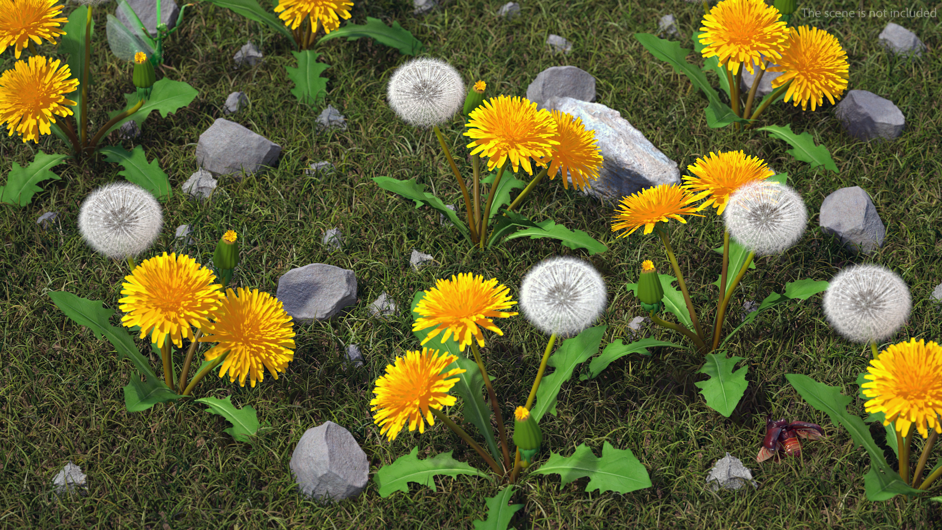 3D Dandelion Plant Taraxacum Officinale