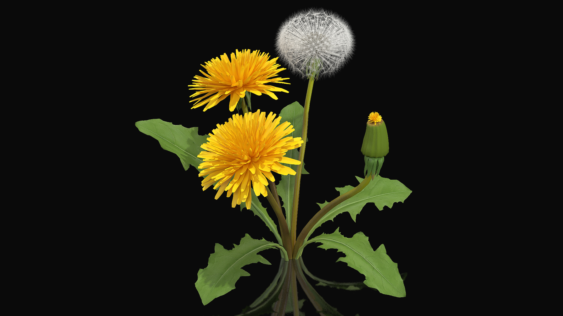 3D Dandelion Plant Taraxacum Officinale