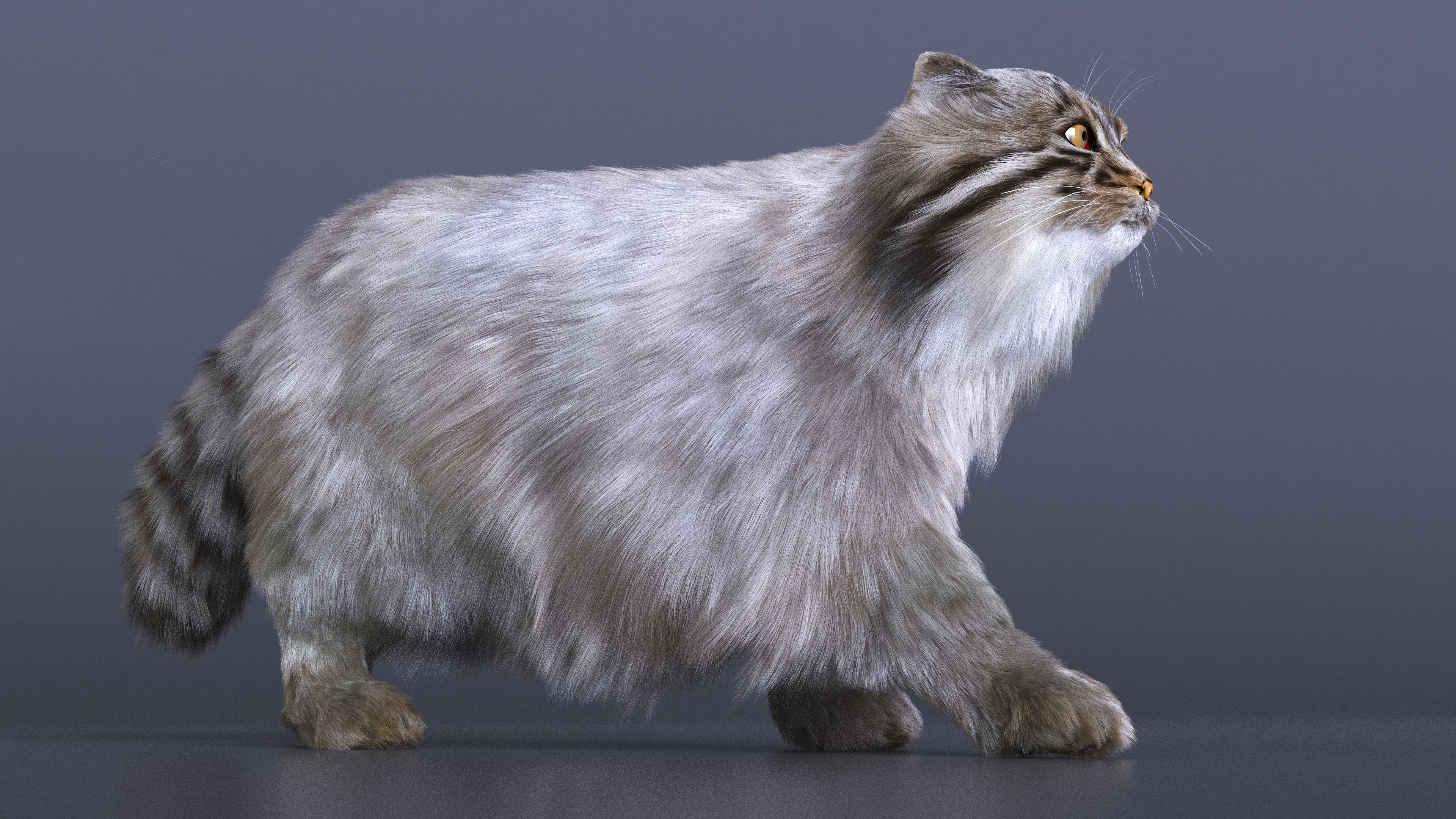 Manul Cat is Walking Fur 3D model