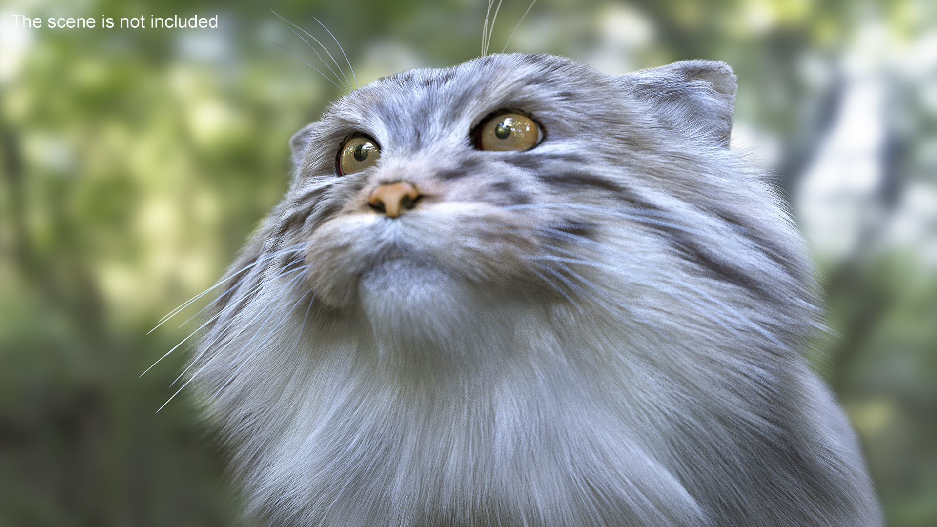 Manul Cat is Walking Fur 3D model