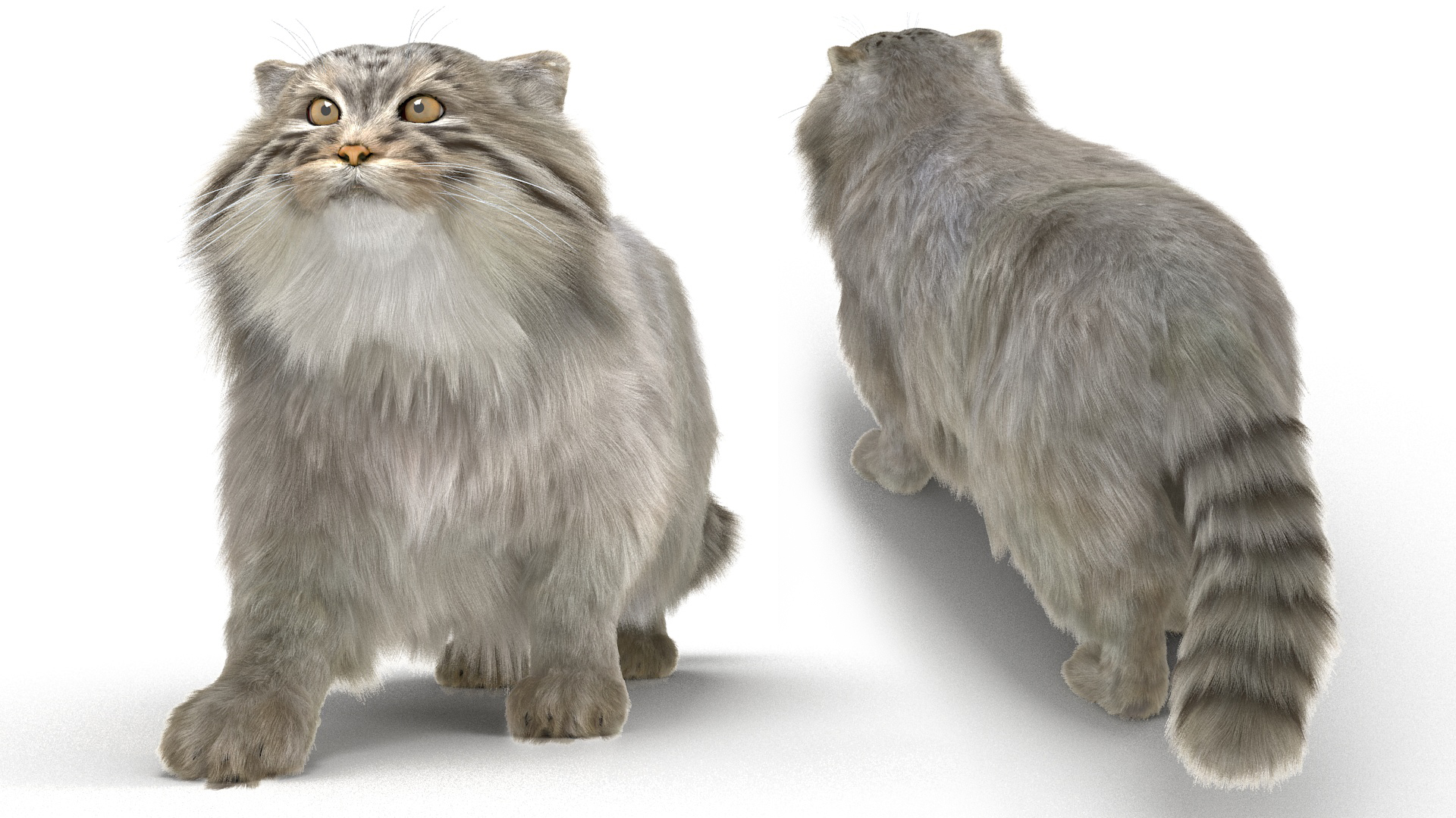 Manul Cat is Walking Fur 3D model