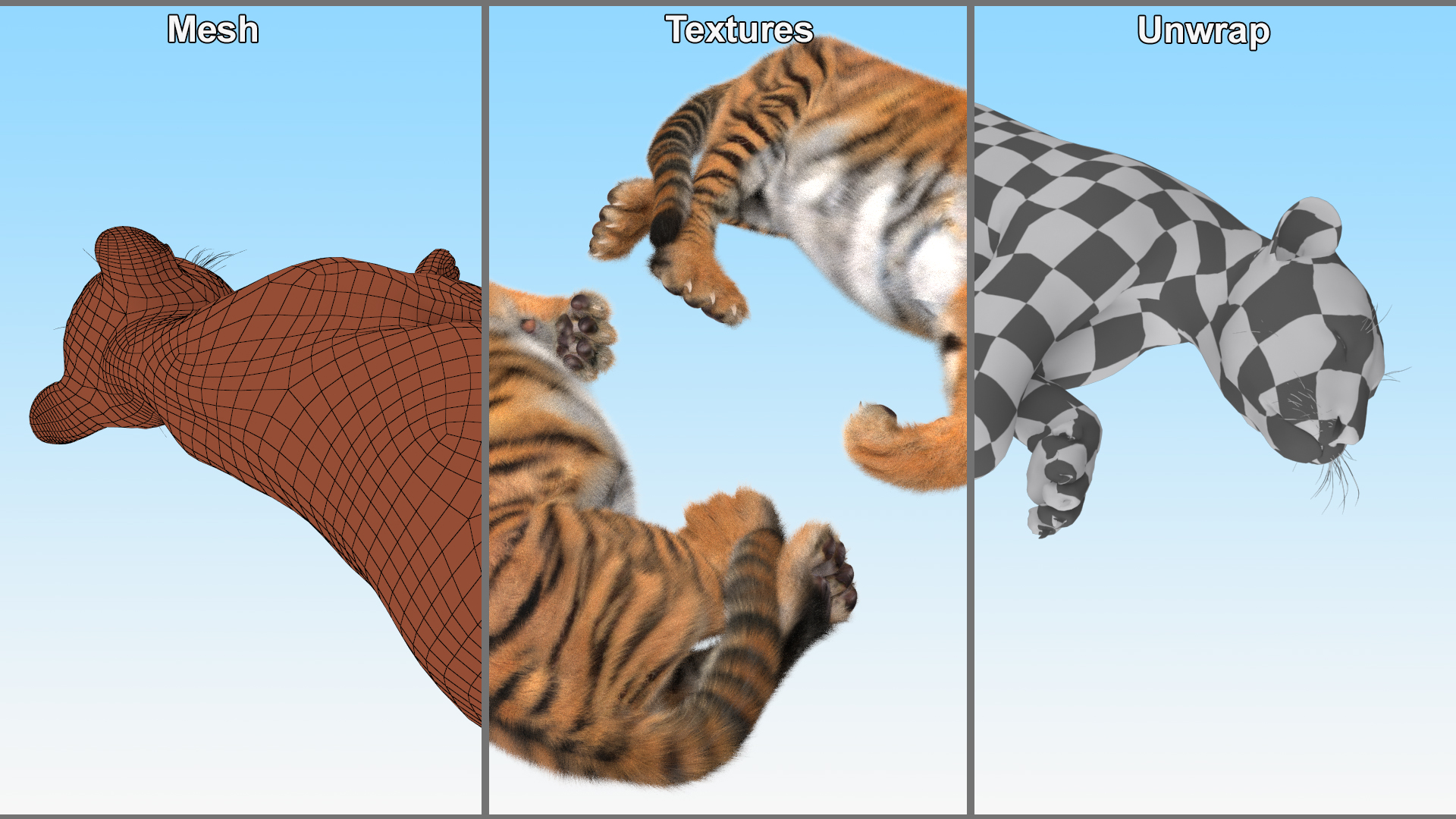 Tiger Cub Sleeping Fur 3D