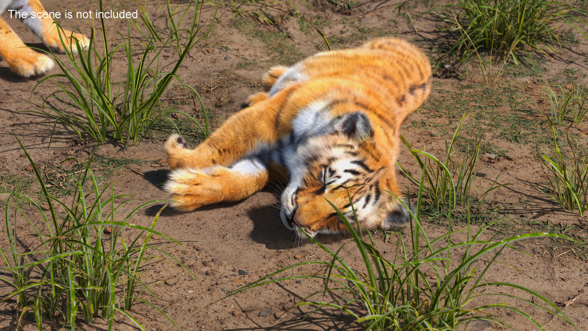 Tiger Cub Sleeping Fur 3D