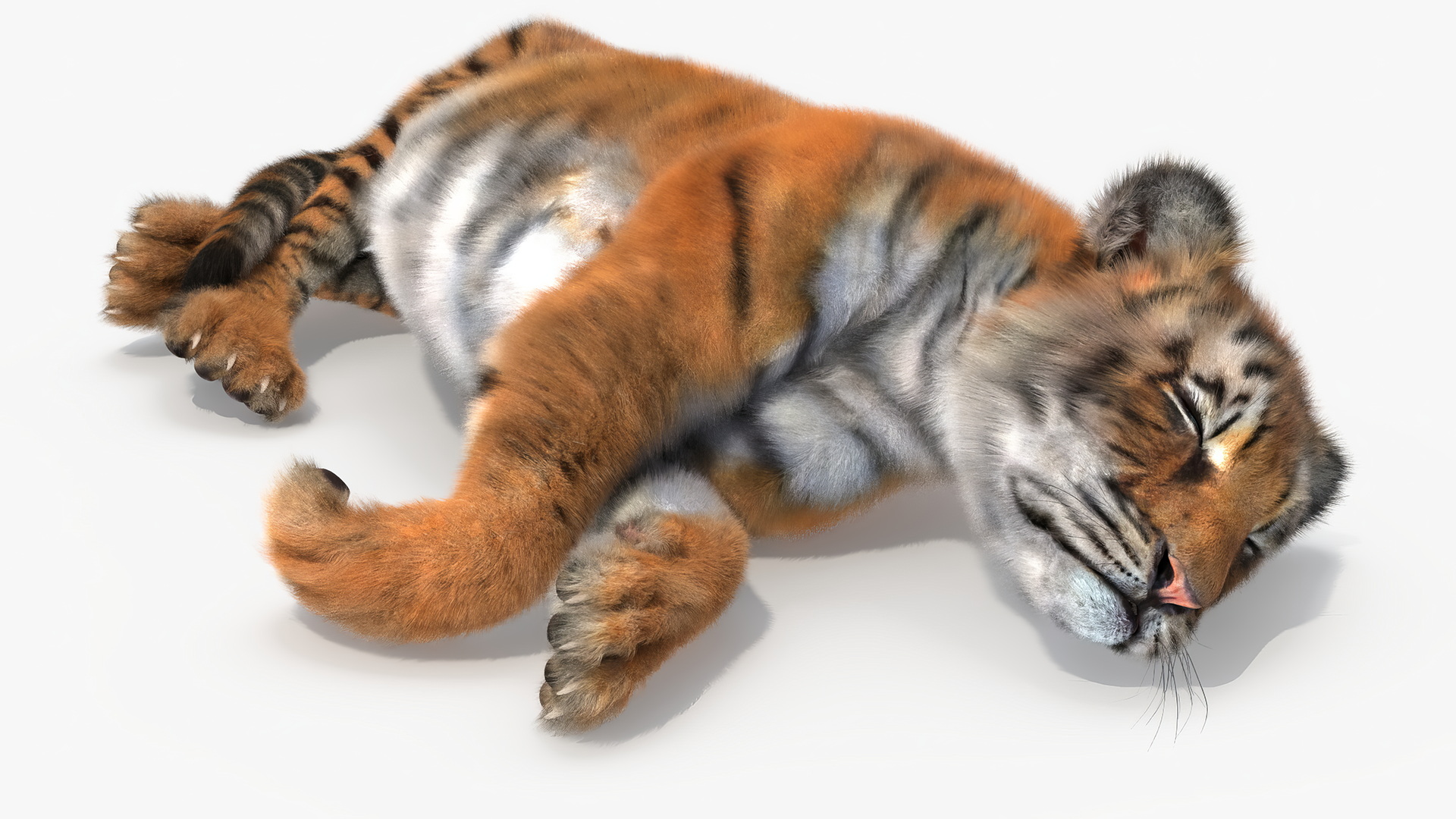 Tiger Cub Sleeping Fur 3D