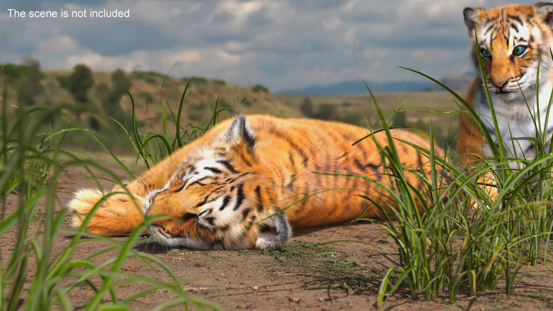 Tiger Cub Sleeping Fur 3D