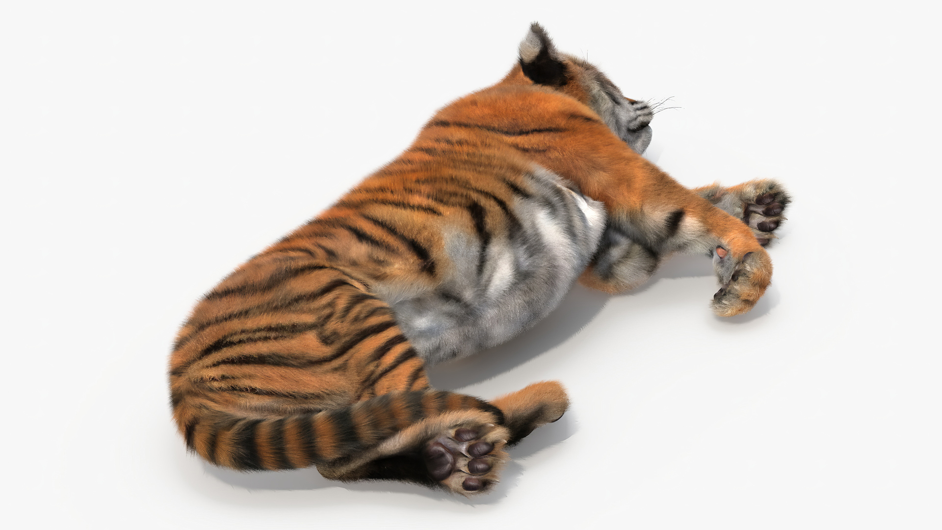 Tiger Cub Sleeping Fur 3D