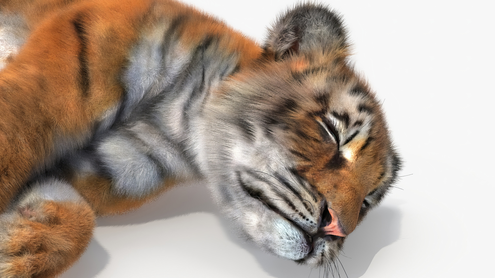Tiger Cub Sleeping Fur 3D