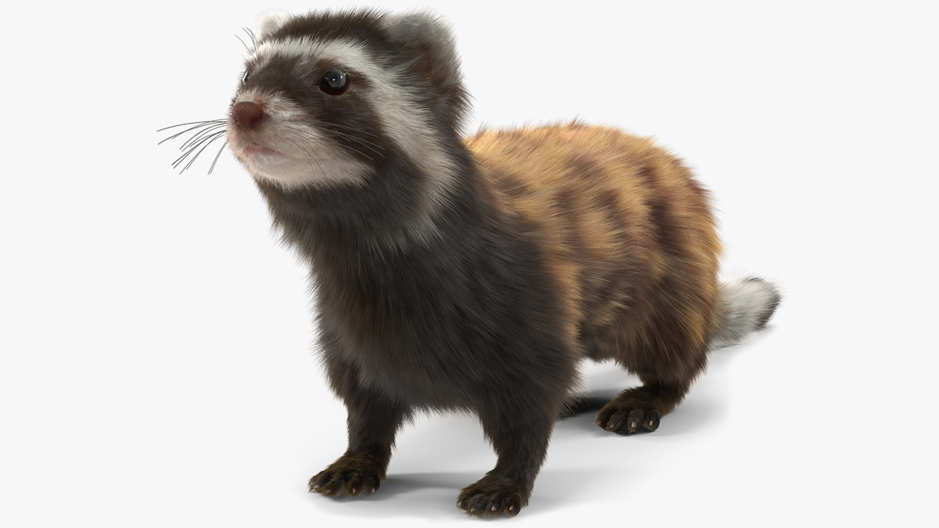 3D Vormela Peregusna Fur