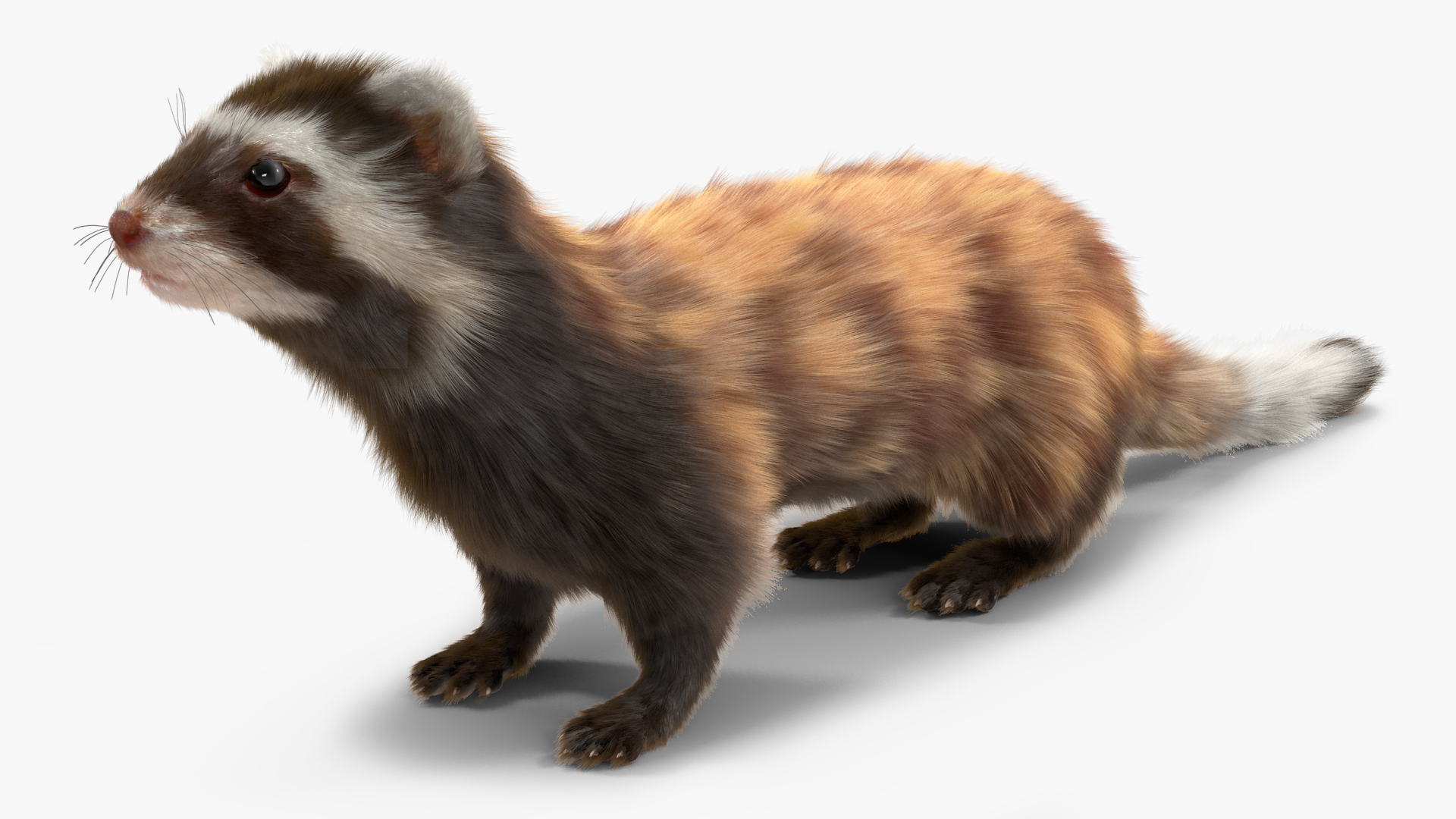 3D Vormela Peregusna Fur