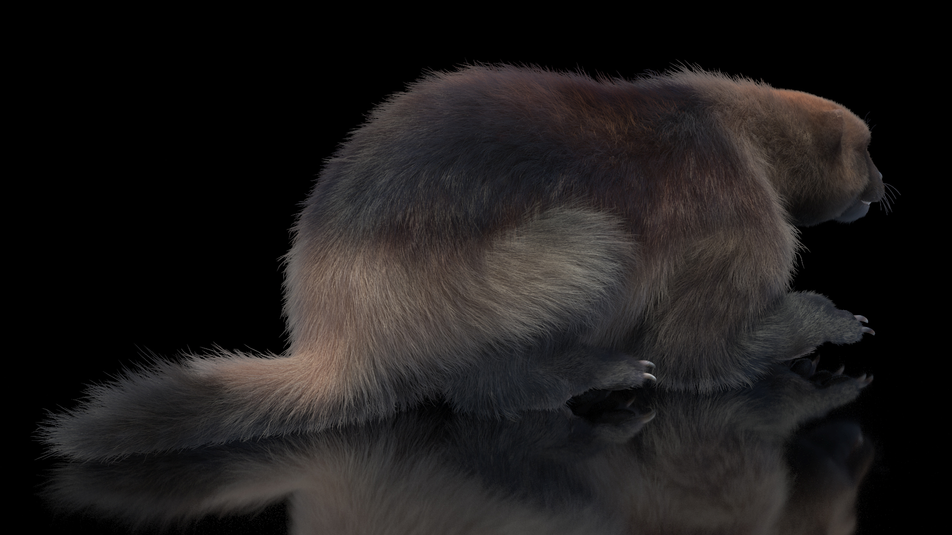 3D Wolverine Light Color Lying Down Pose Fur