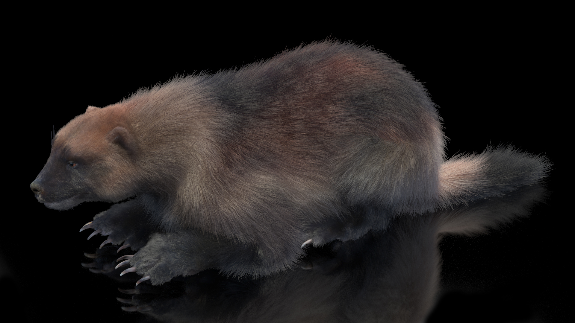 3D Wolverine Light Color Lying Down Pose Fur