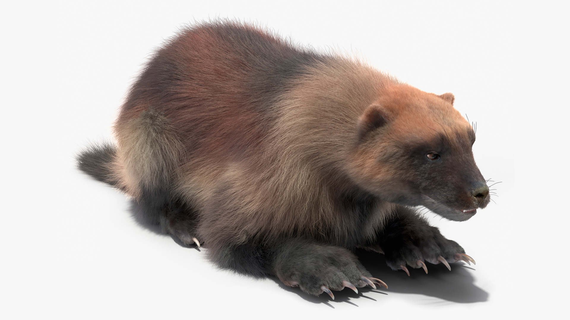 3D Wolverine Light Color Lying Down Pose Fur