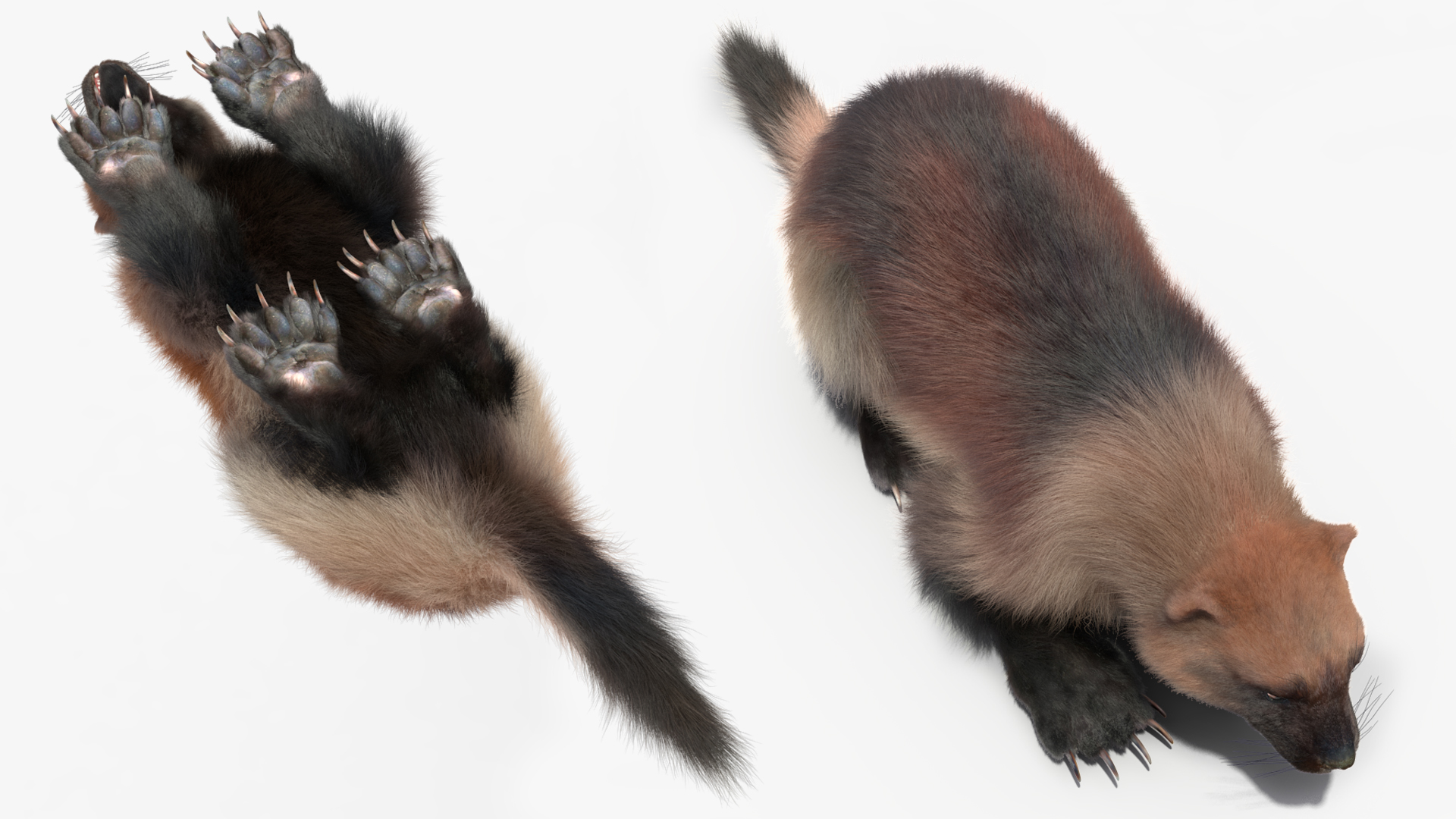 3D Wolverine Light Color Lying Down Pose Fur