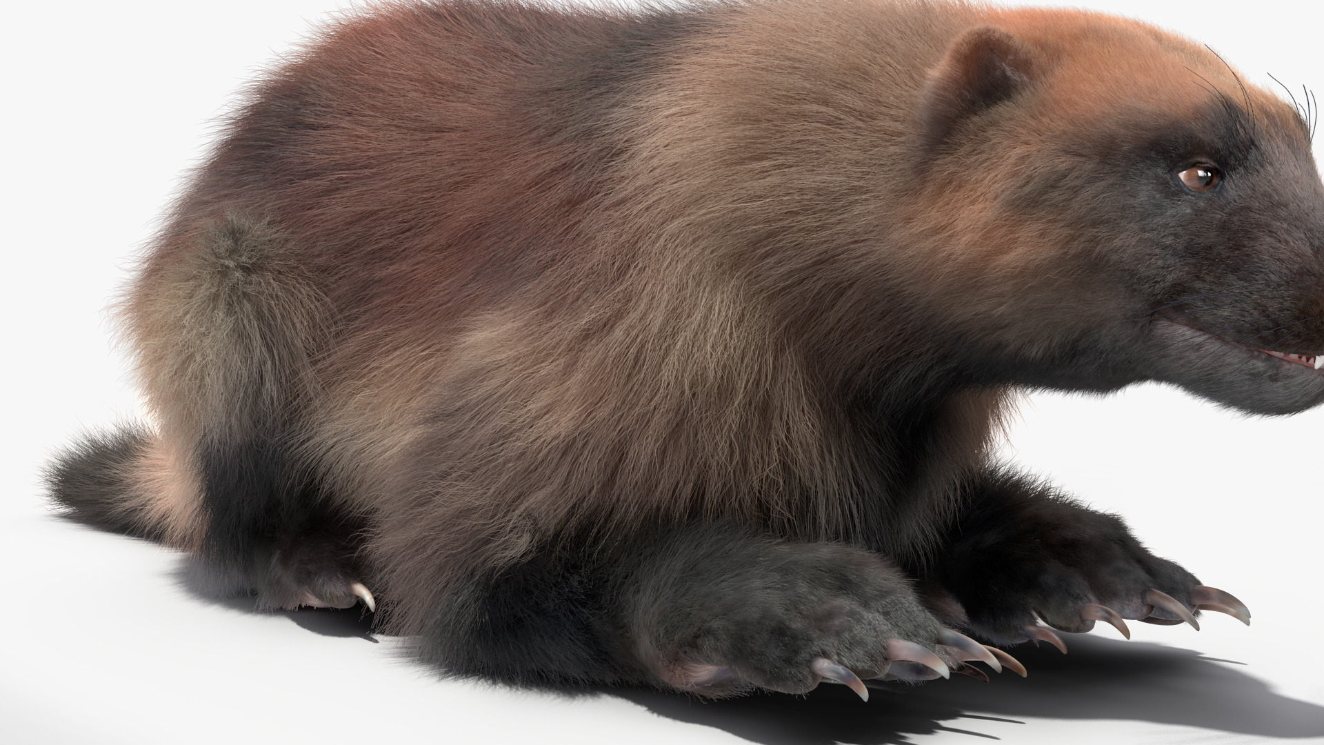 3D Wolverine Light Color Lying Down Pose Fur