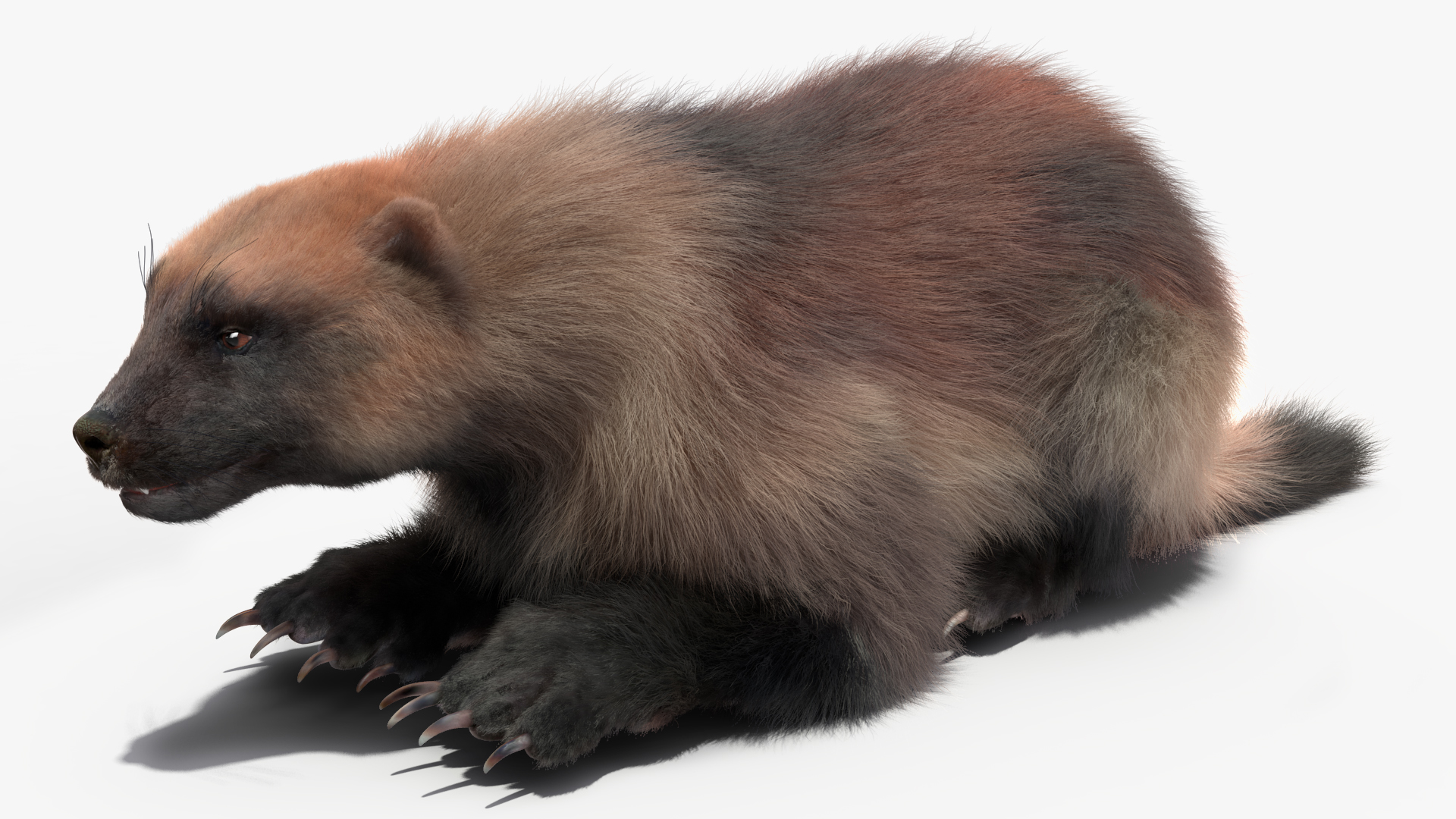 3D Wolverine Light Color Lying Down Pose Fur