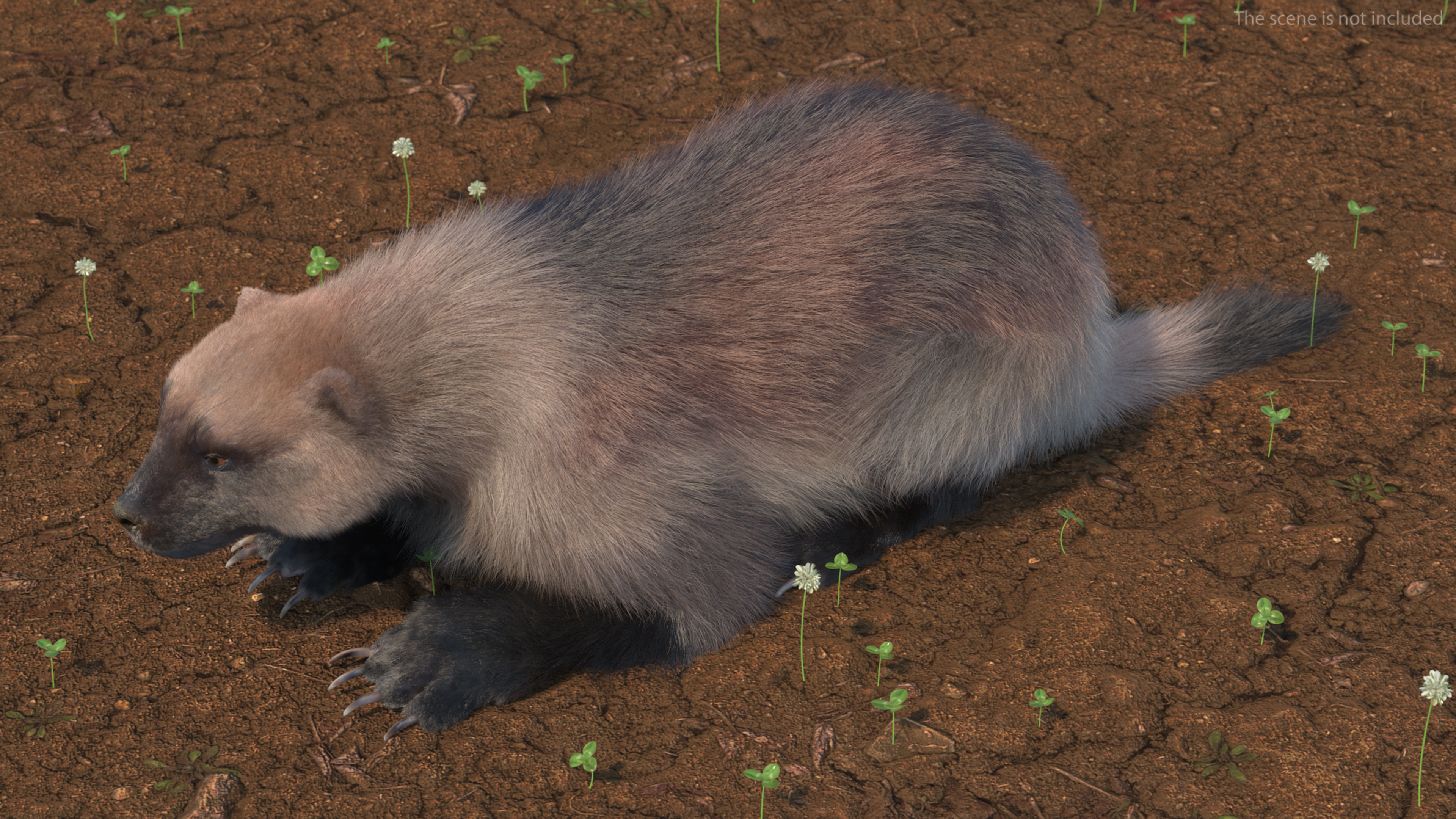 3D Wolverine Light Color Lying Down Pose Fur