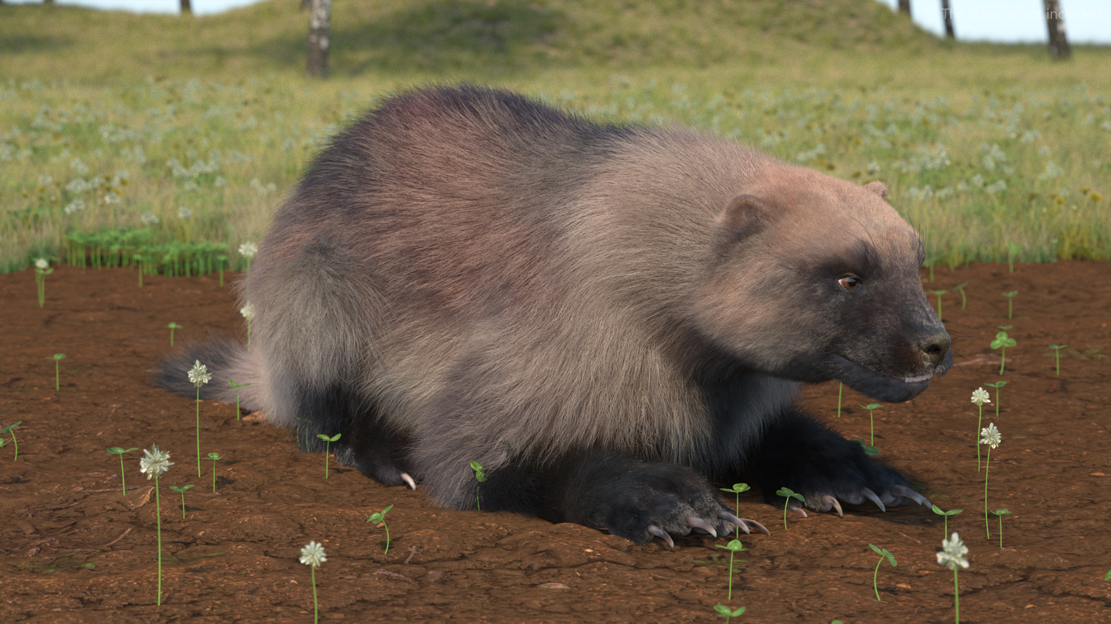 3D Wolverine Light Color Lying Down Pose Fur