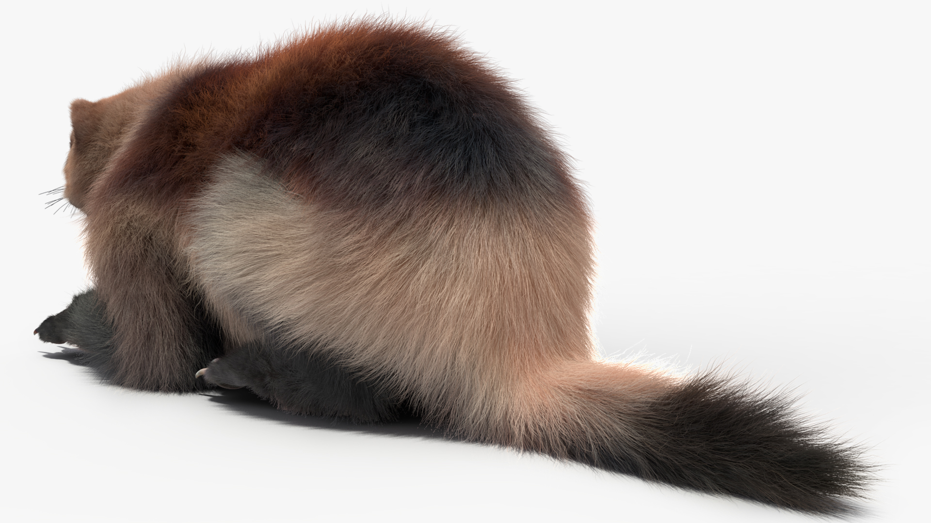 3D Wolverine Light Color Lying Down Pose Fur