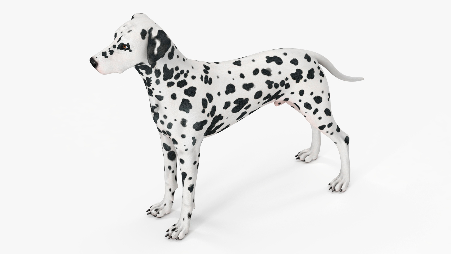 Spotted Dalmatian Dog Rigged for Cinema 4D 3D