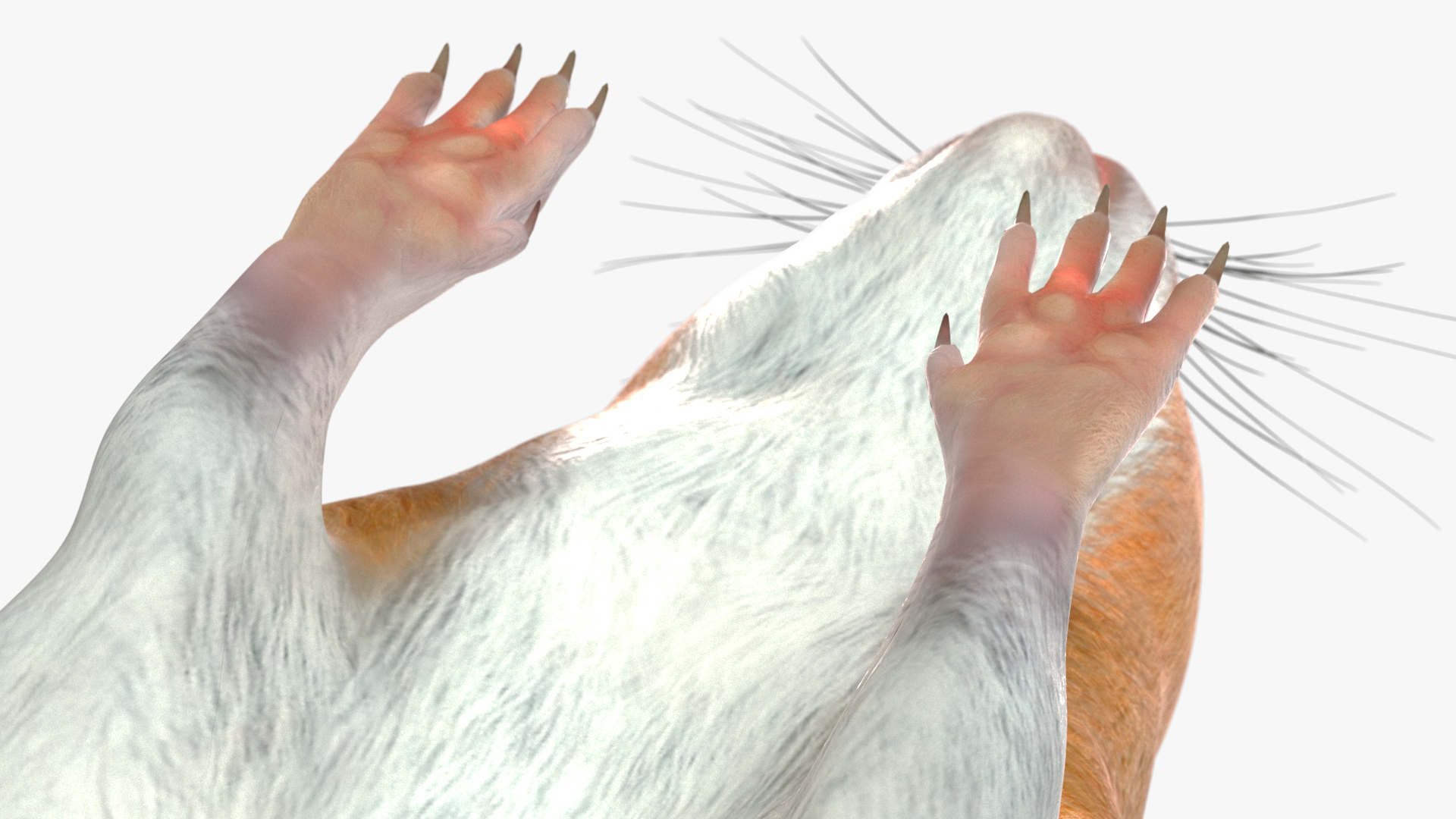 Calabyi Mouse Rigged for Cinema 4D 3D model