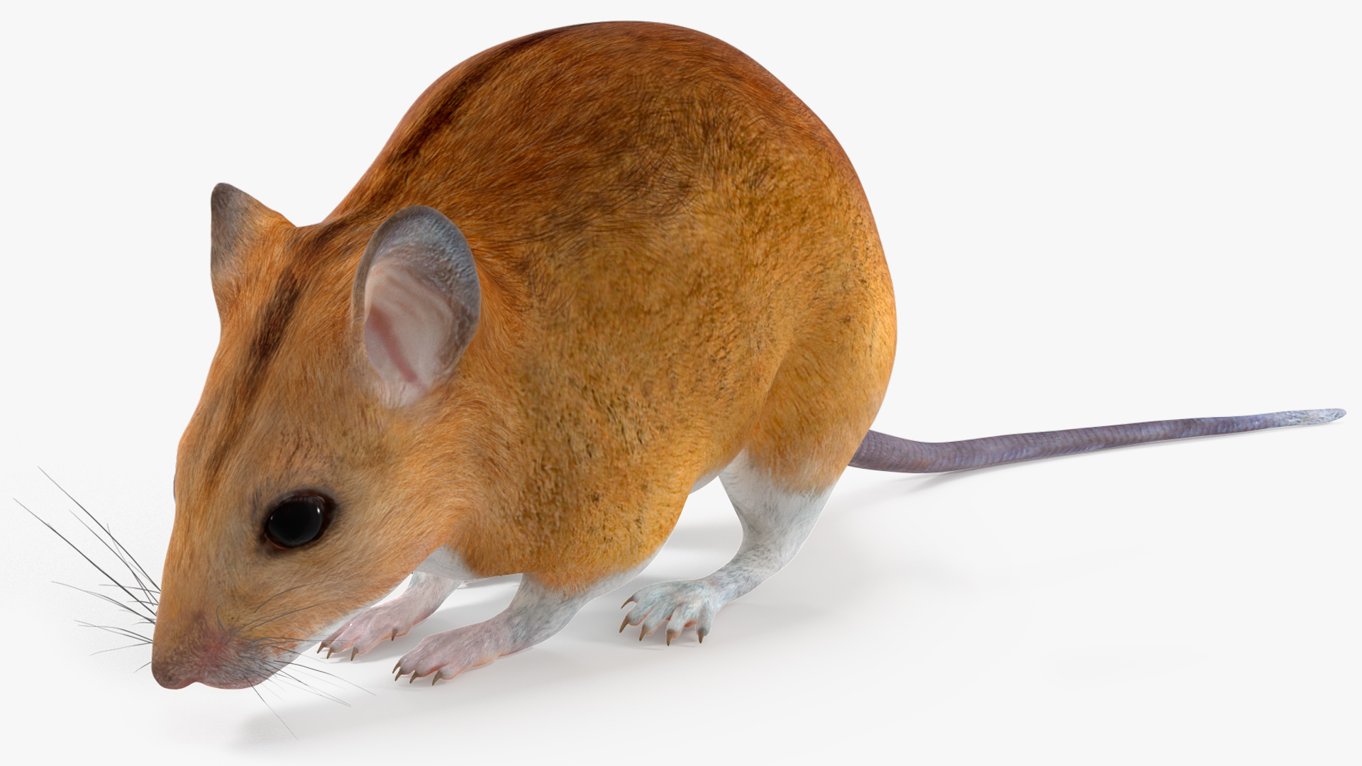 Calabyi Mouse Rigged for Cinema 4D 3D model
